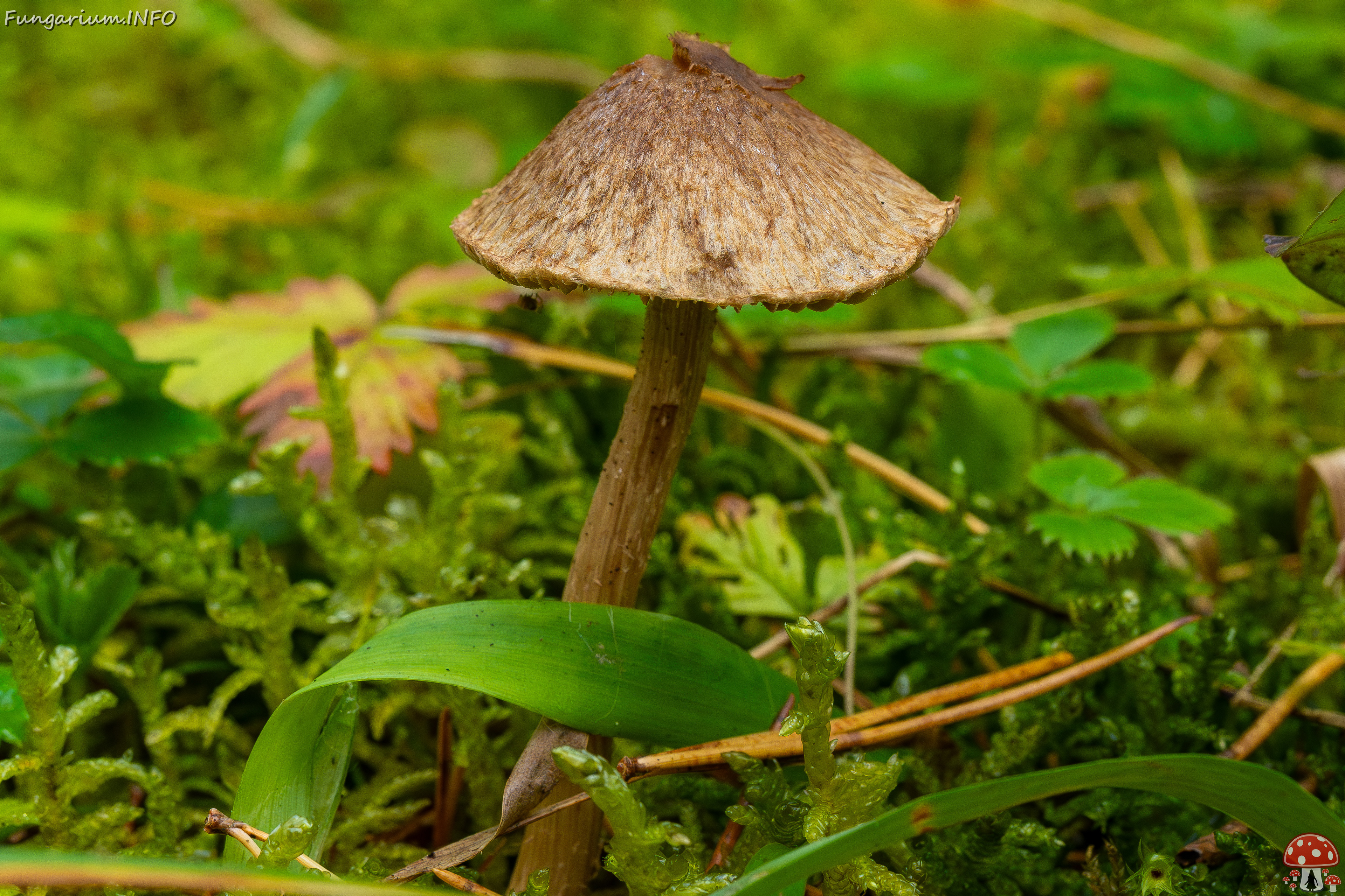 inocybe-cincinnata_2024-09-18_1-2 