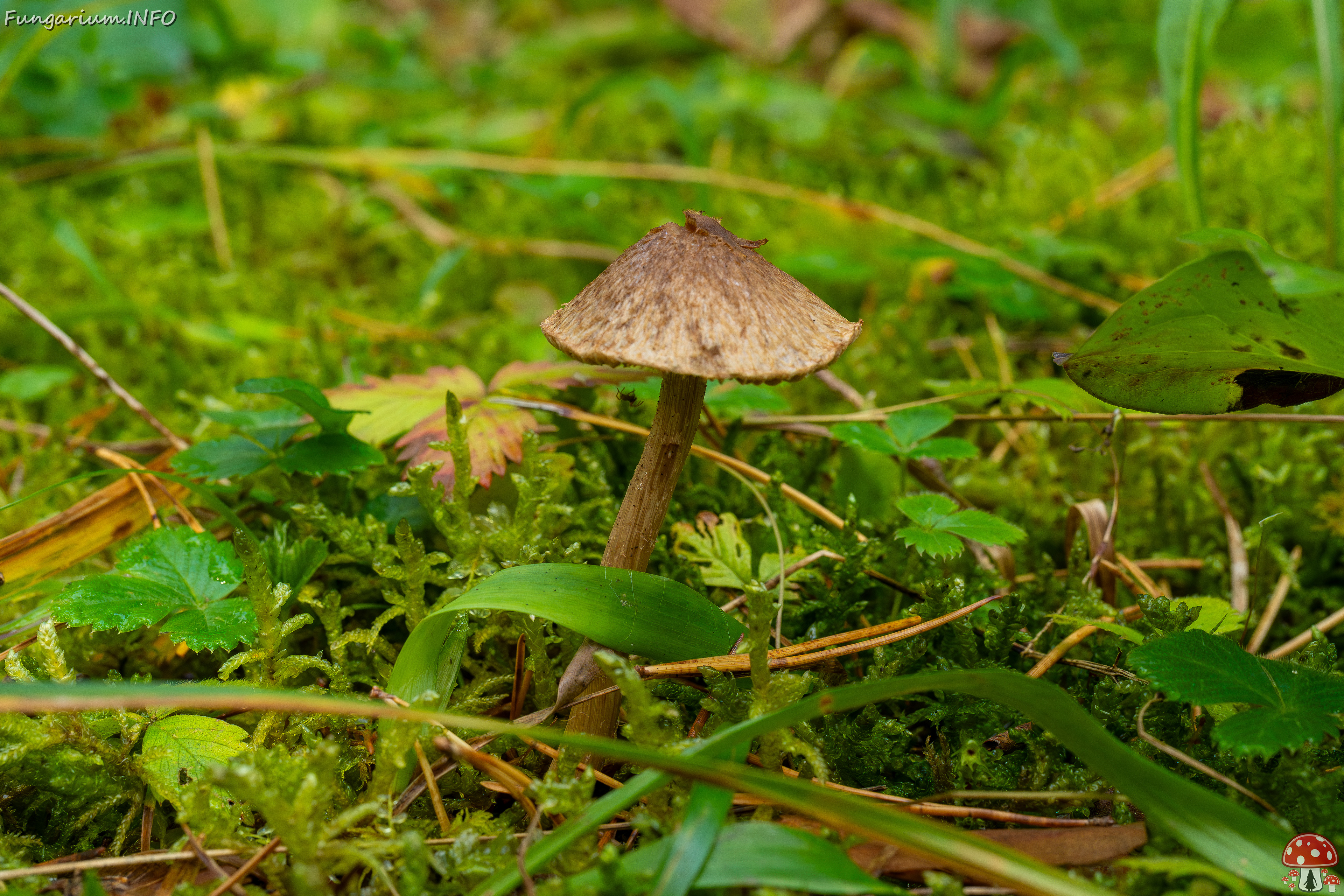 inocybe-cincinnata_2024-09-18_1-3 