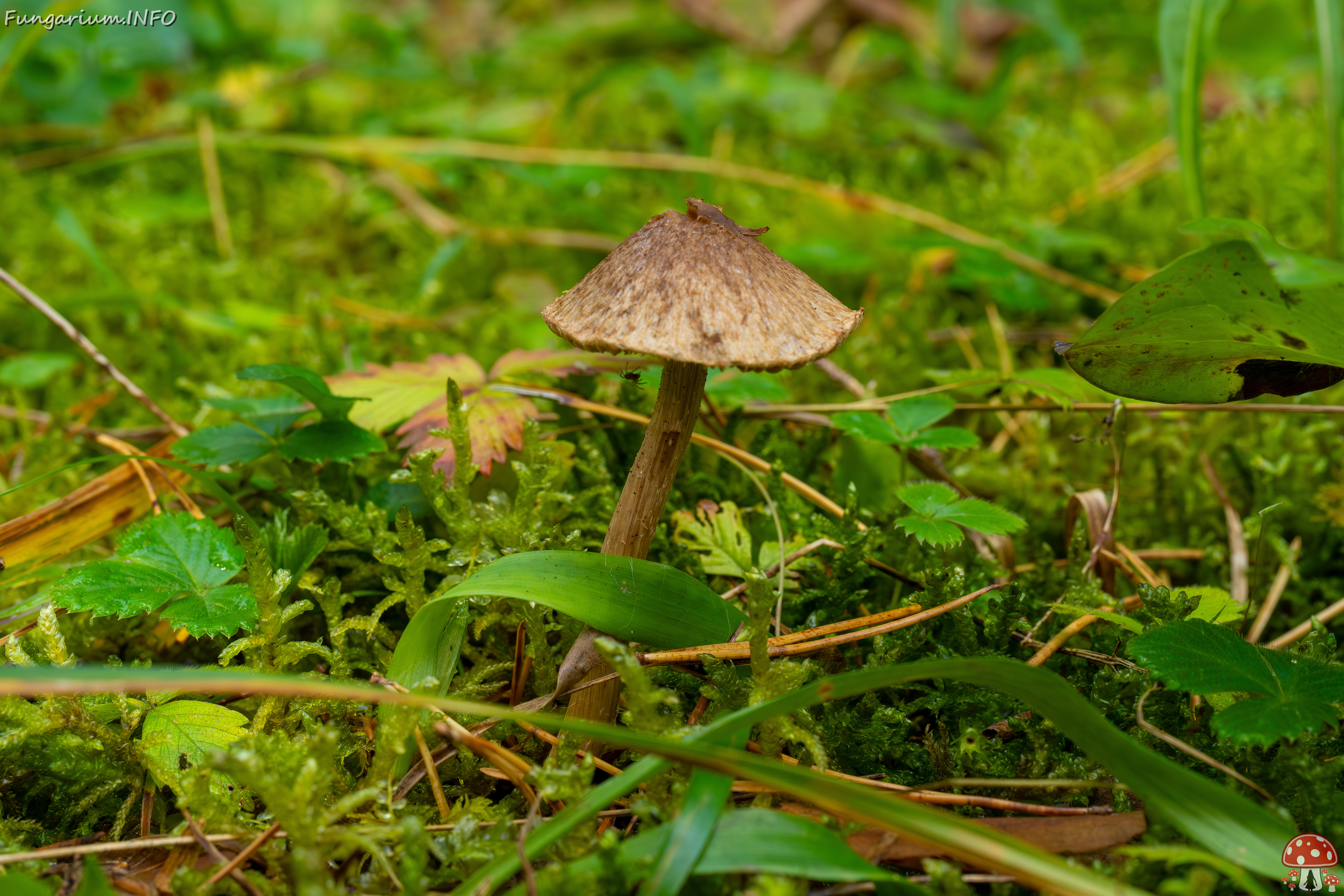 inocybe-cincinnata_2024-09-18_1-4 