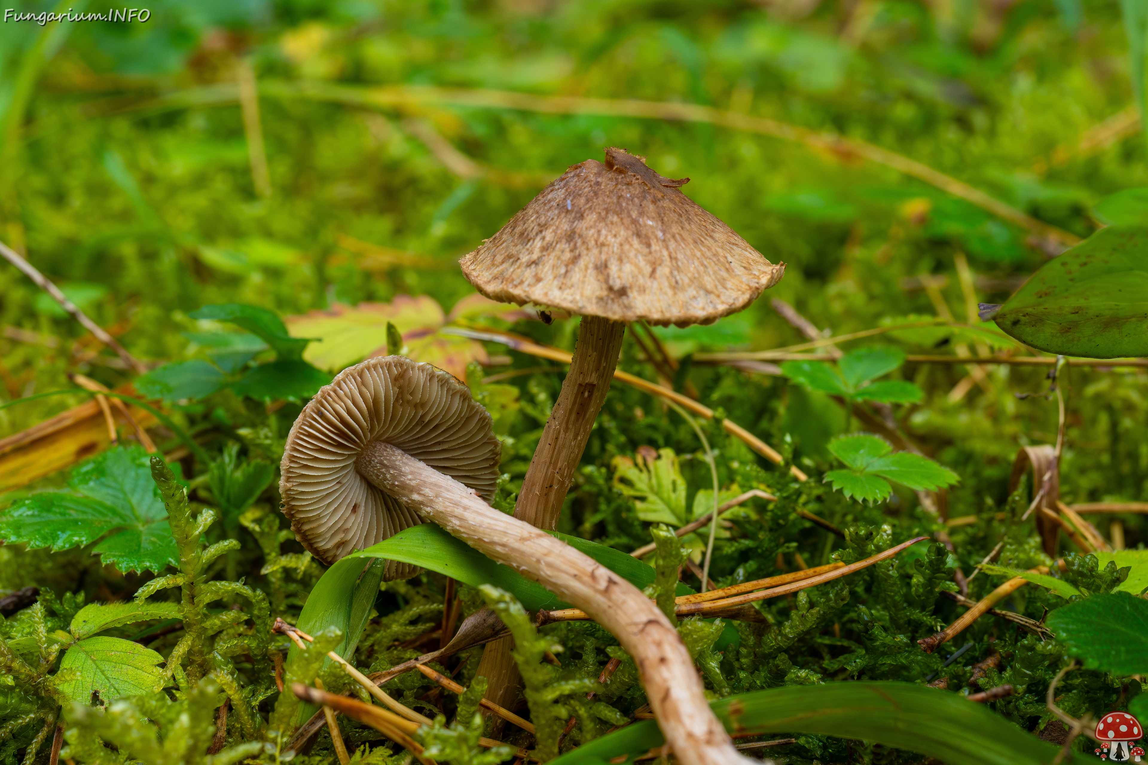 inocybe-cincinnata_2024-09-18_1-5 