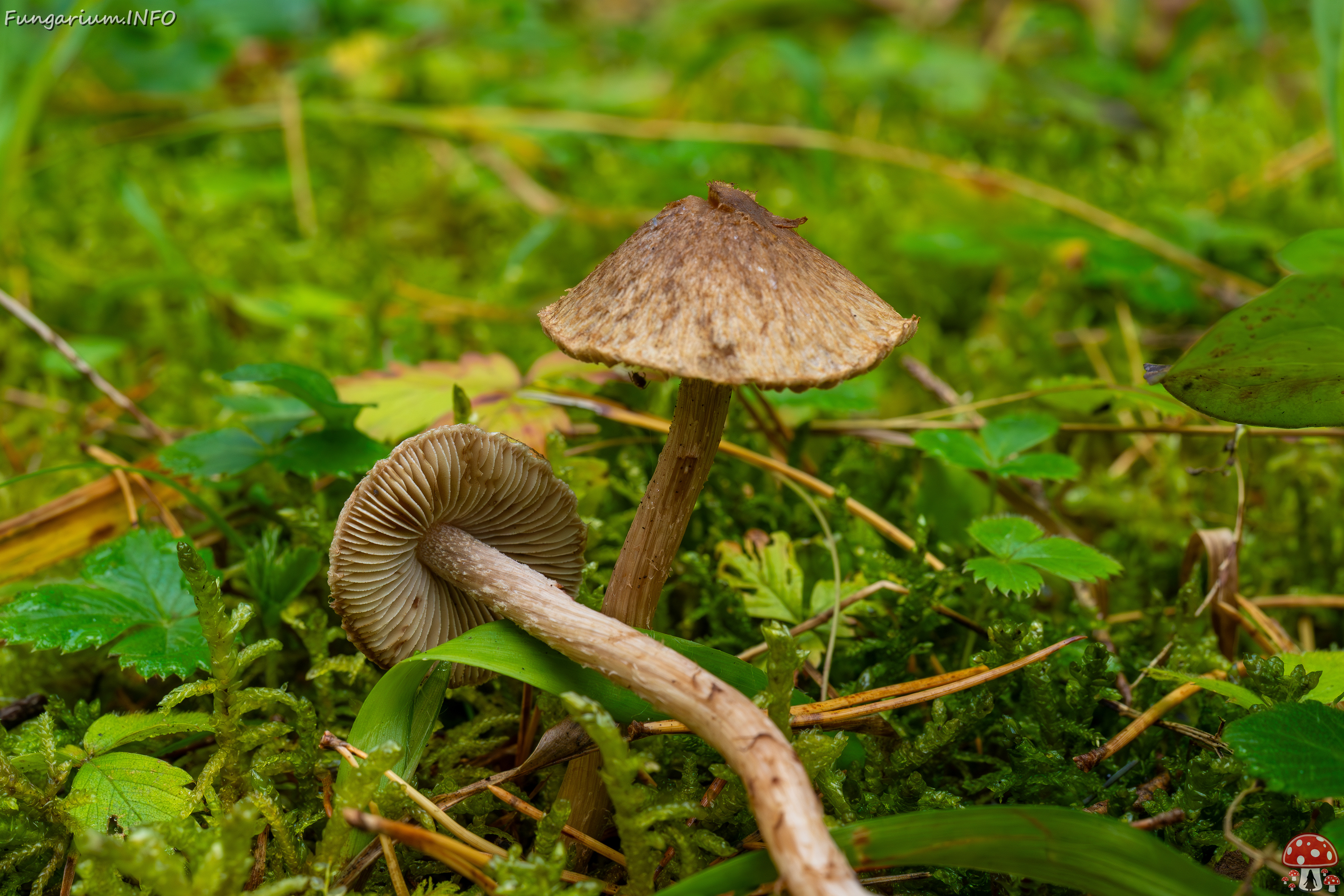 inocybe-cincinnata_2024-09-18_1-6 