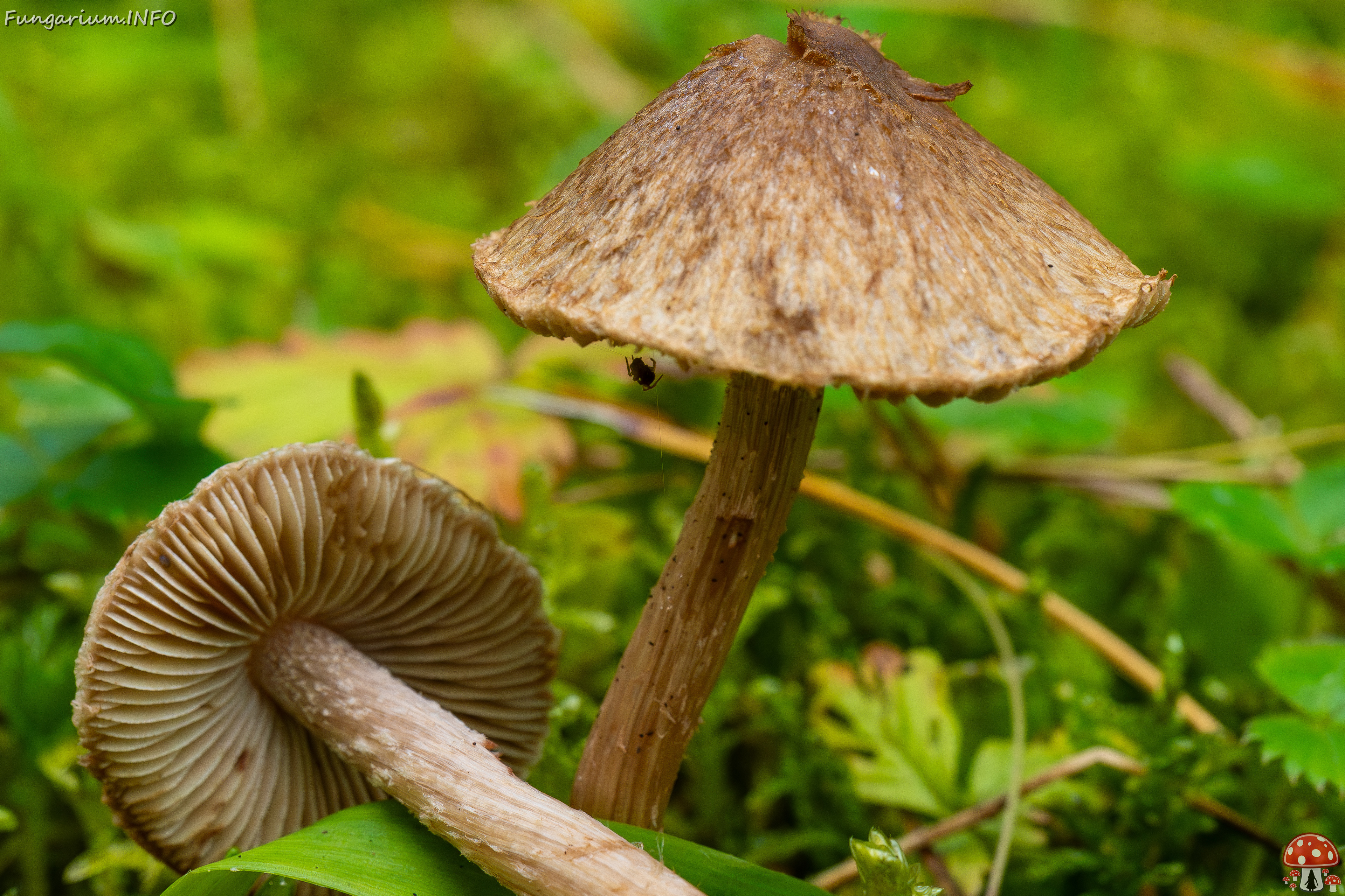 inocybe-cincinnata_2024-09-18_1-8 