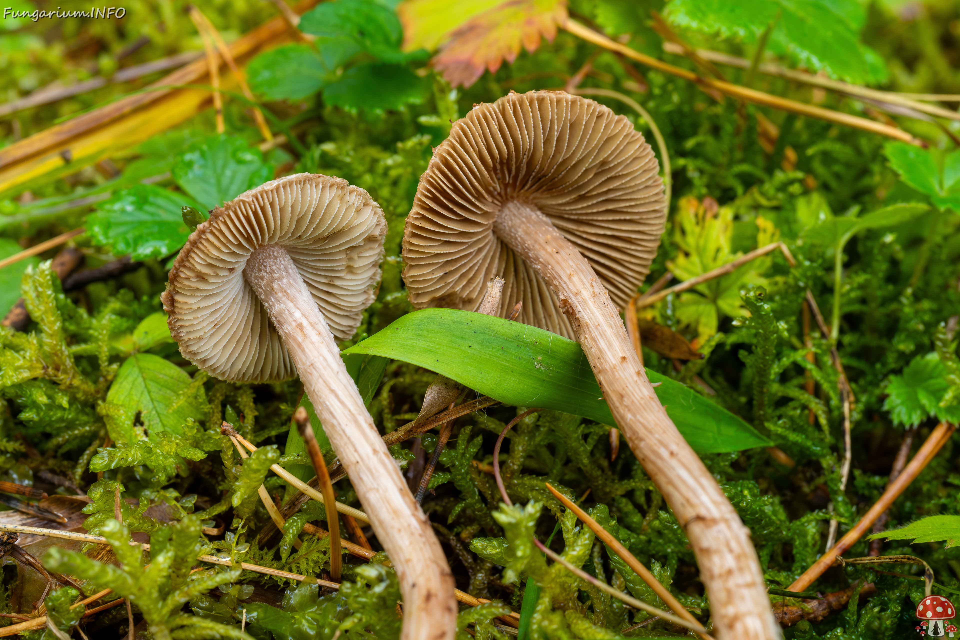 inocybe-cincinnata_2024-09-18_1-9 