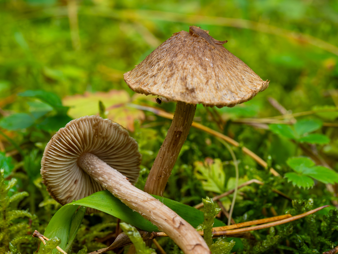 !inocybe-cincinnata_2024-09-18_1-7