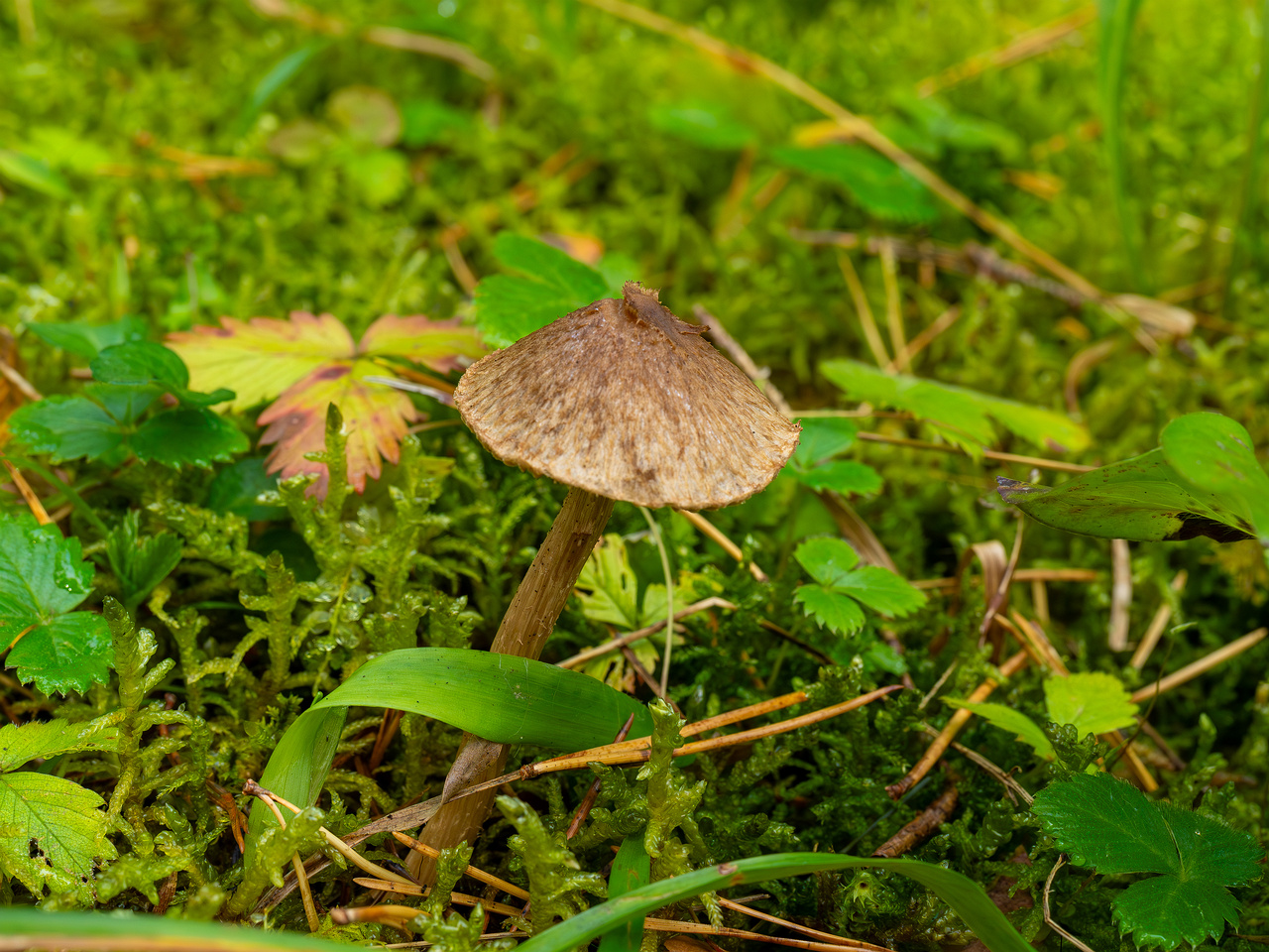 inocybe-cincinnata_2024-09-18_1-1