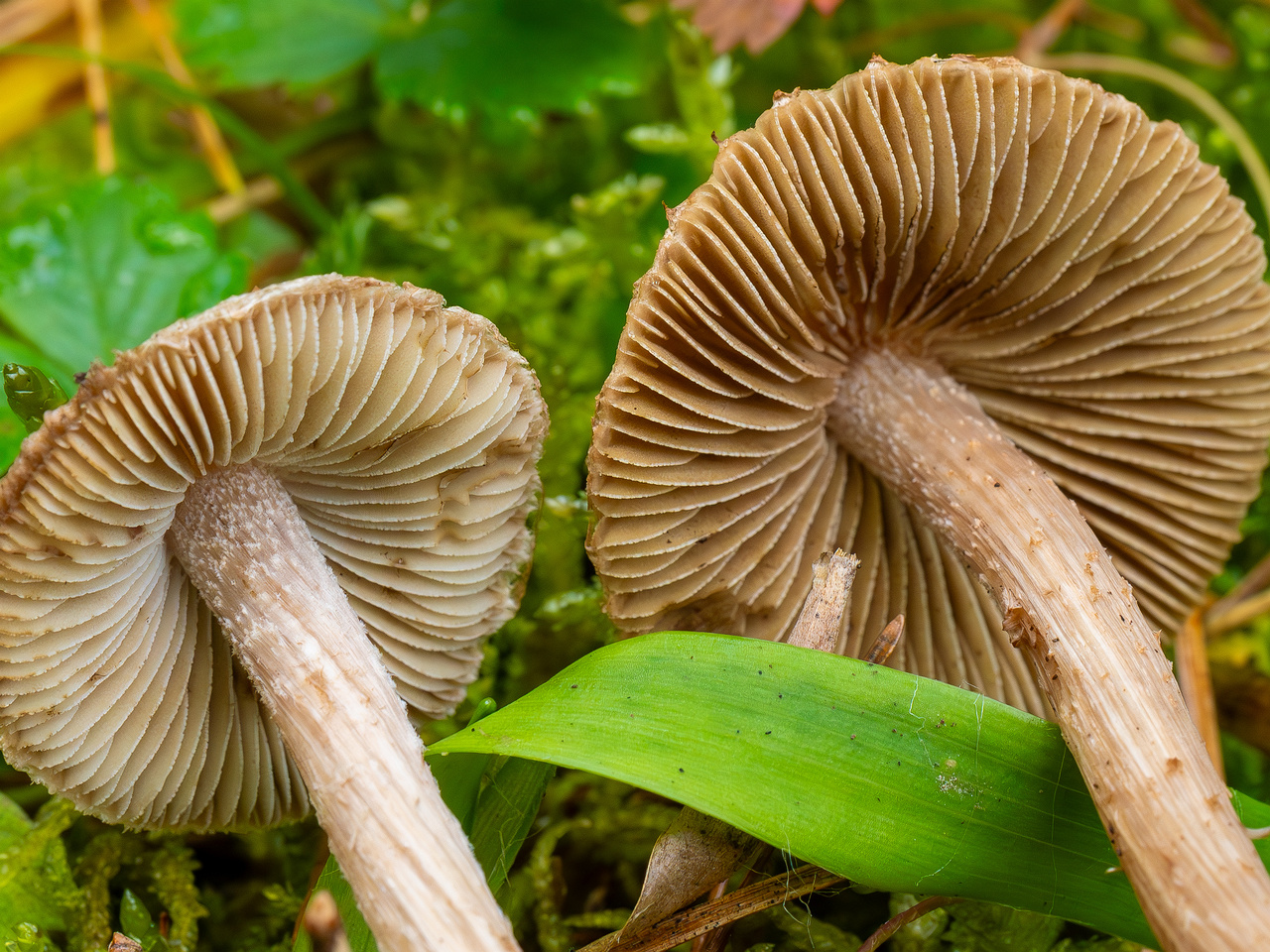 inocybe-cincinnata_2024-09-18_1-10