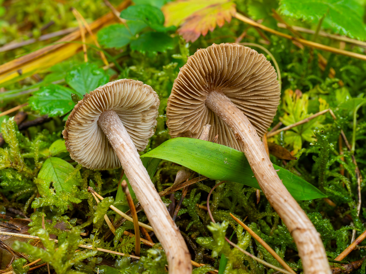 inocybe-cincinnata_2024-09-18_1-11