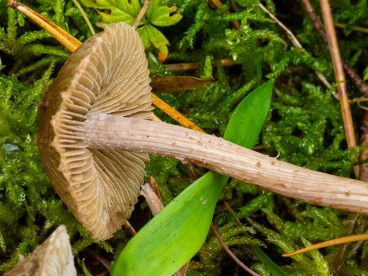 inocybe-cincinnata_2024-09-18_1-12