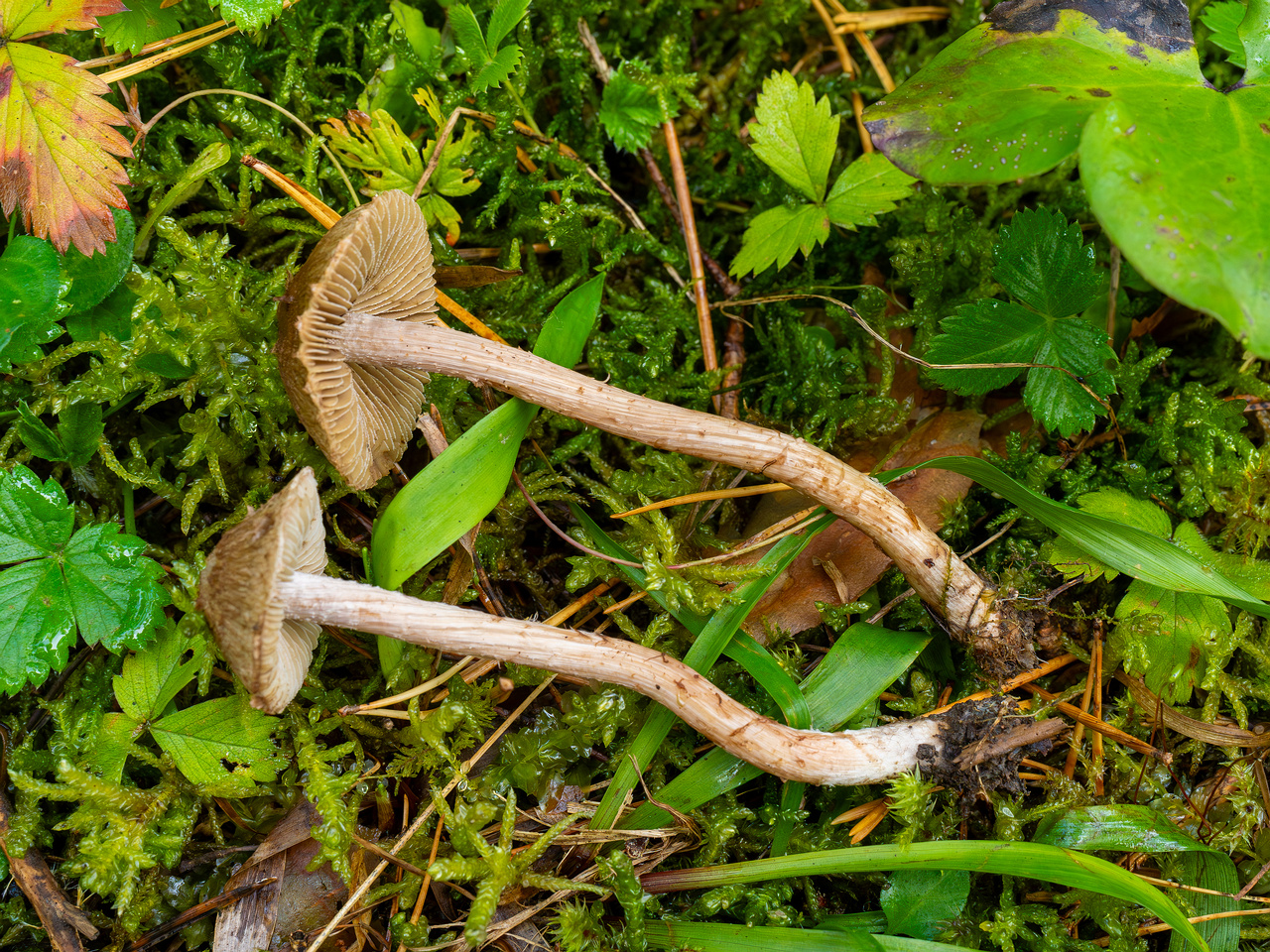 inocybe-cincinnata_2024-09-18_1-13