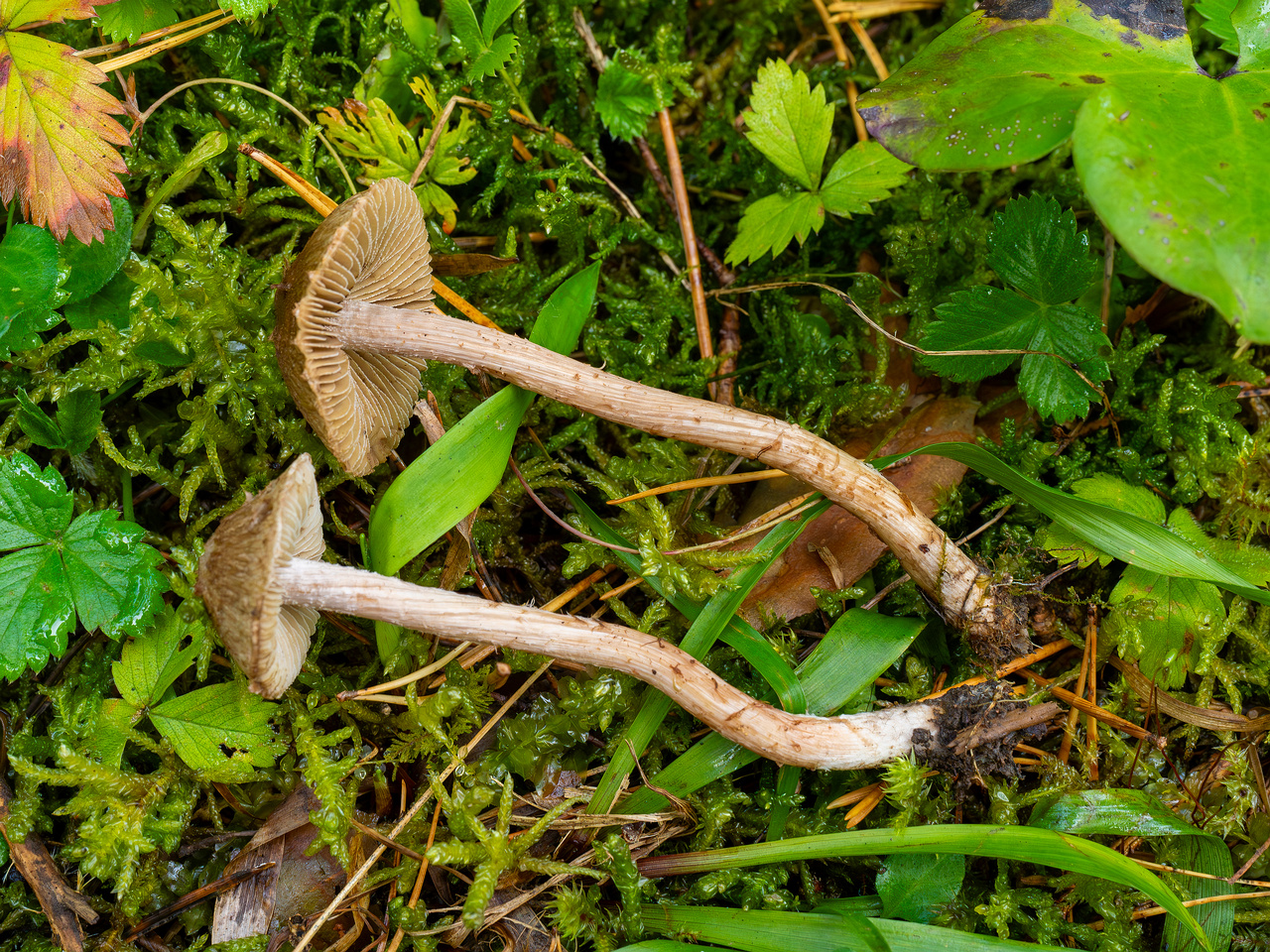 inocybe-cincinnata_2024-09-18_1-14