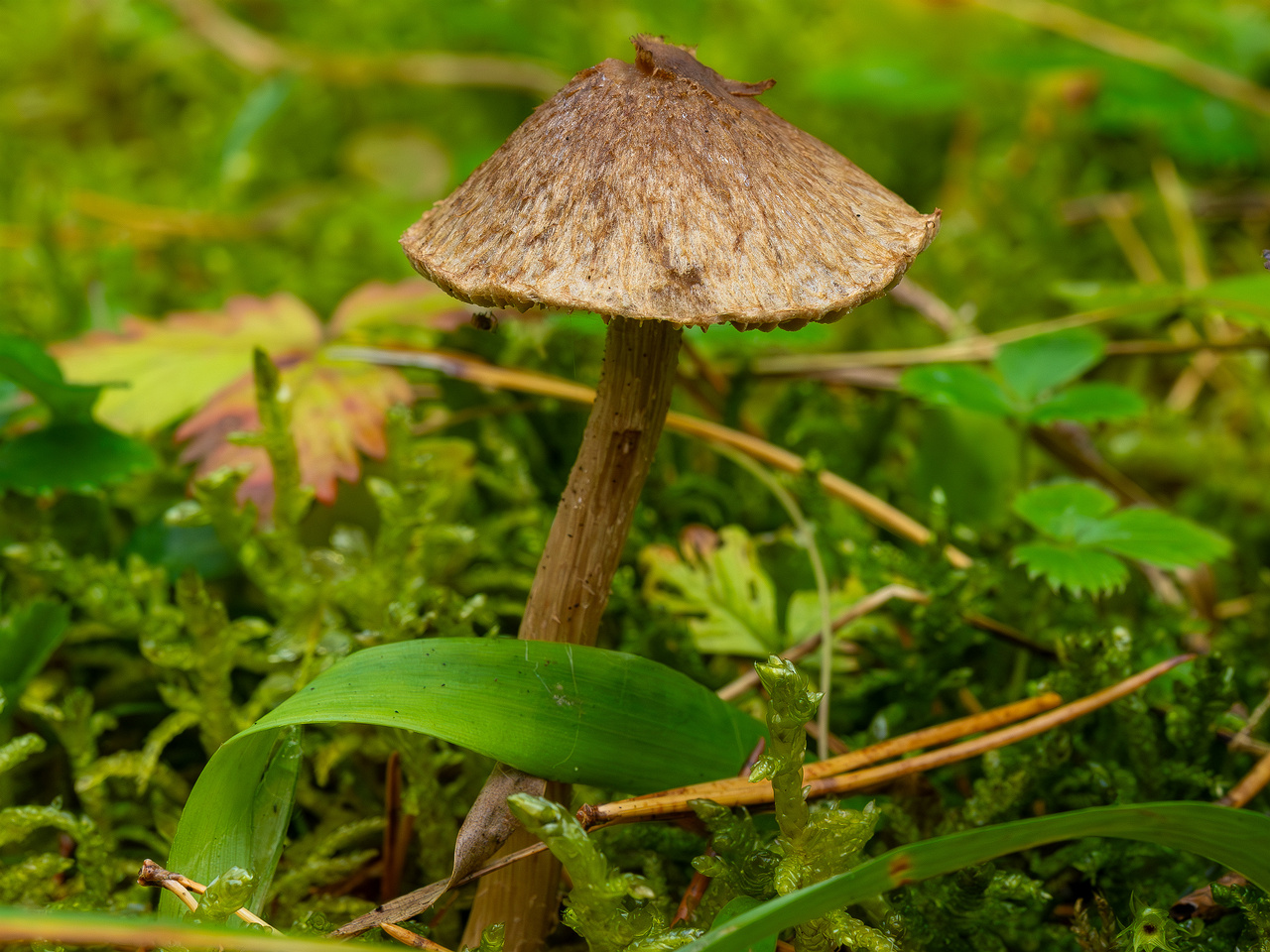 inocybe-cincinnata_2024-09-18_1-2