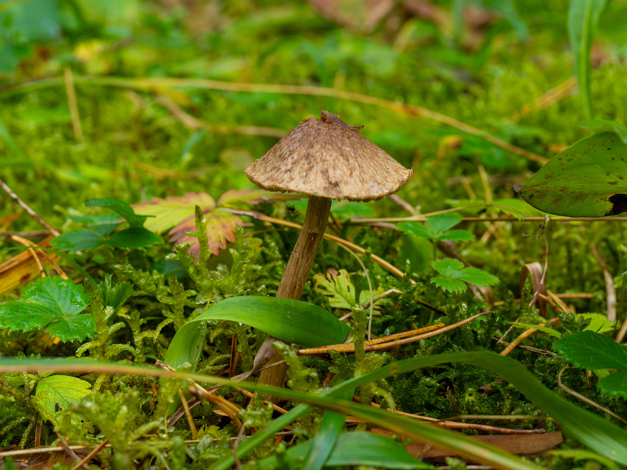 inocybe-cincinnata_2024-09-18_1-3