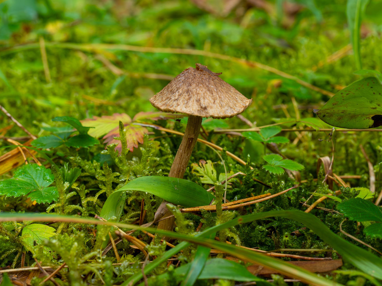 inocybe-cincinnata_2024-09-18_1-4