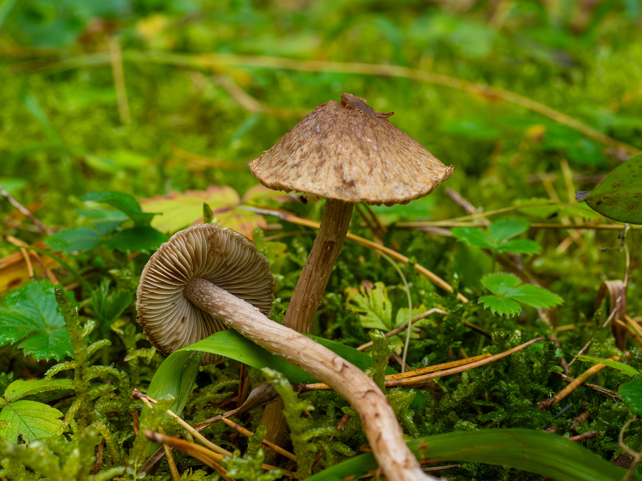 inocybe-cincinnata_2024-09-18_1-5