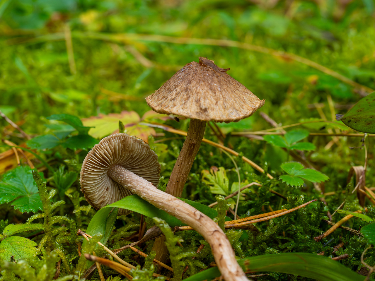 inocybe-cincinnata_2024-09-18_1-6