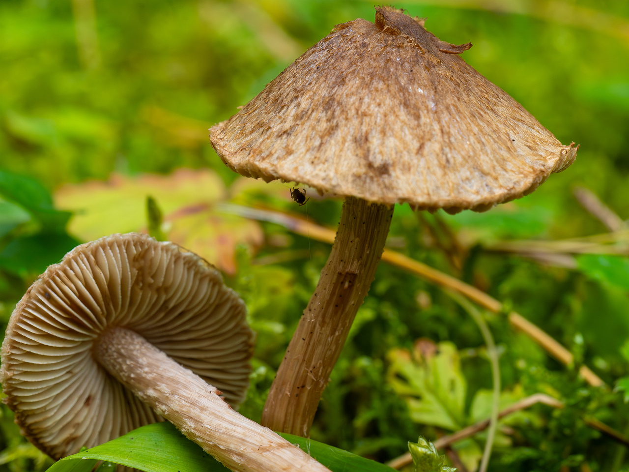 inocybe-cincinnata_2024-09-18_1-8