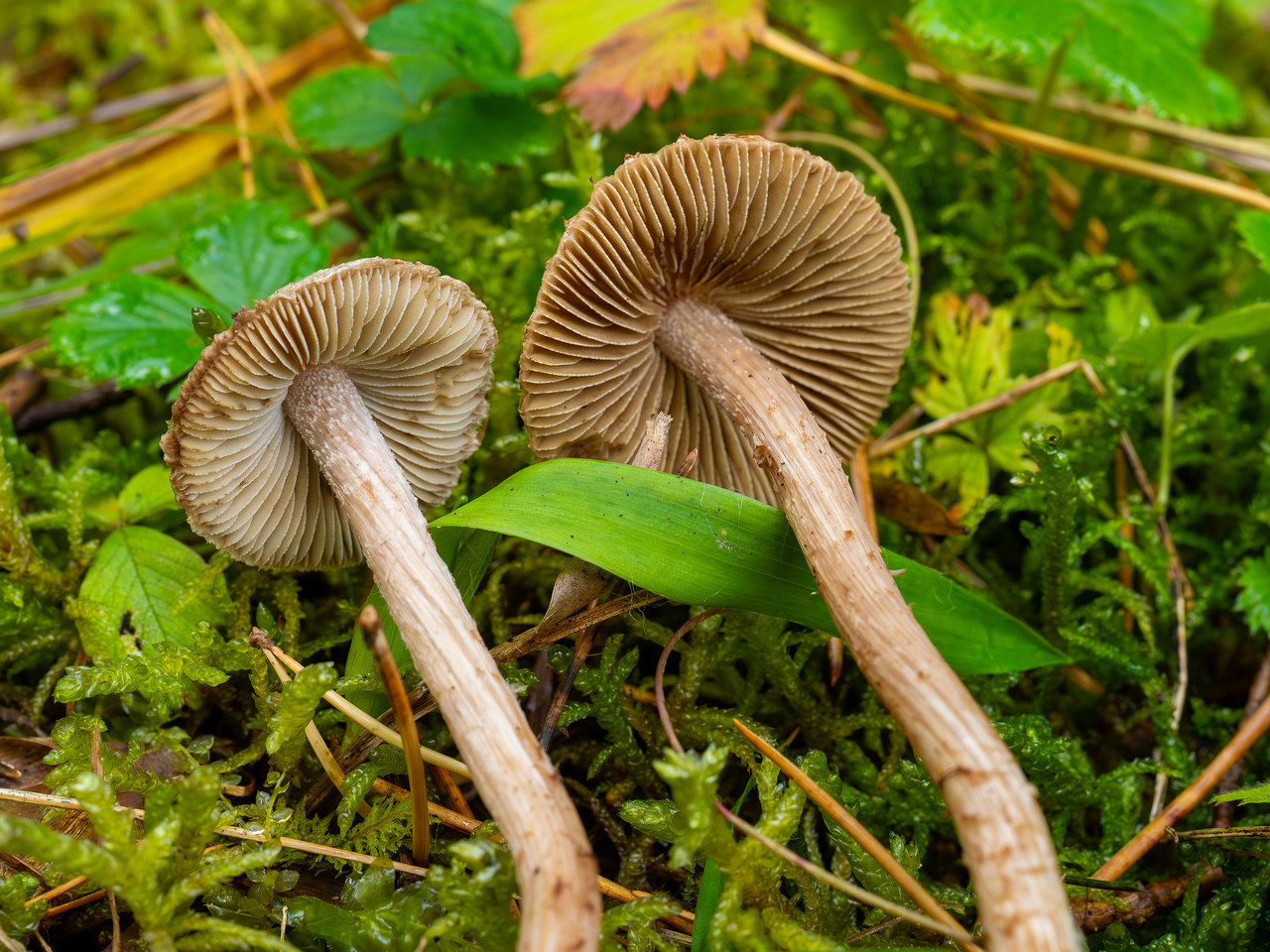 inocybe-cincinnata_2024-09-18_1-9