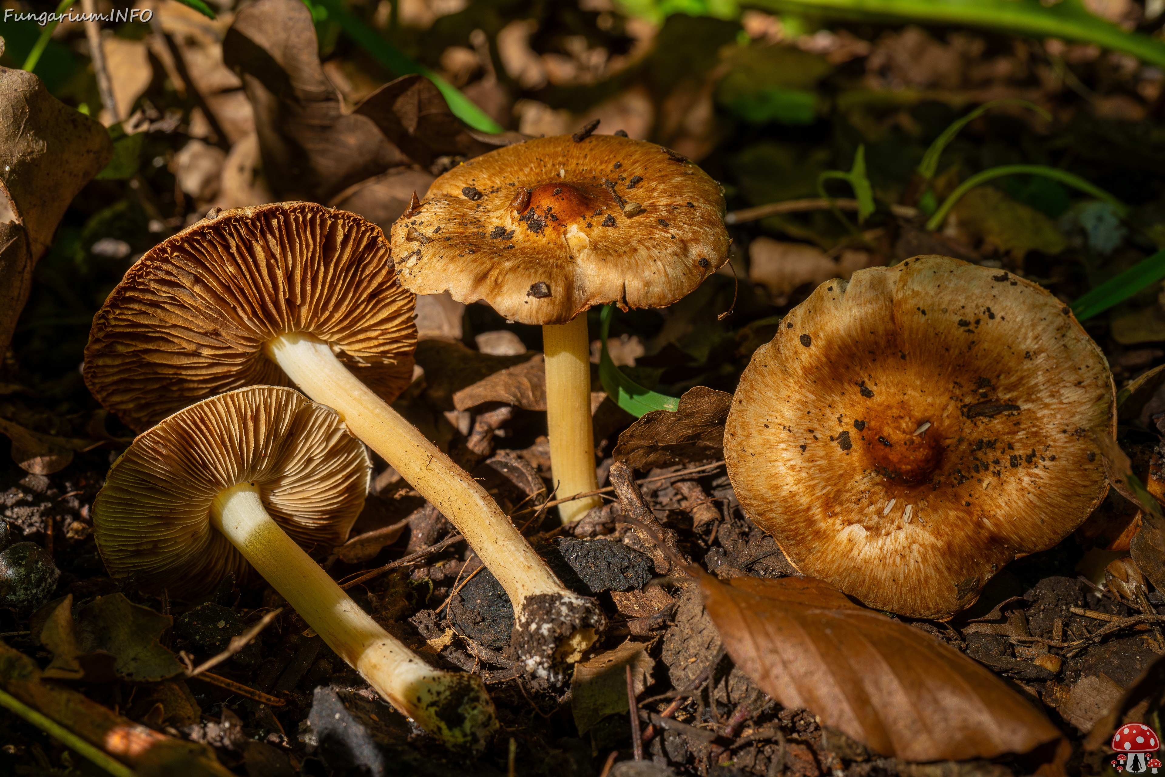 Inocybe fraudans _2025-07-19_1-10 