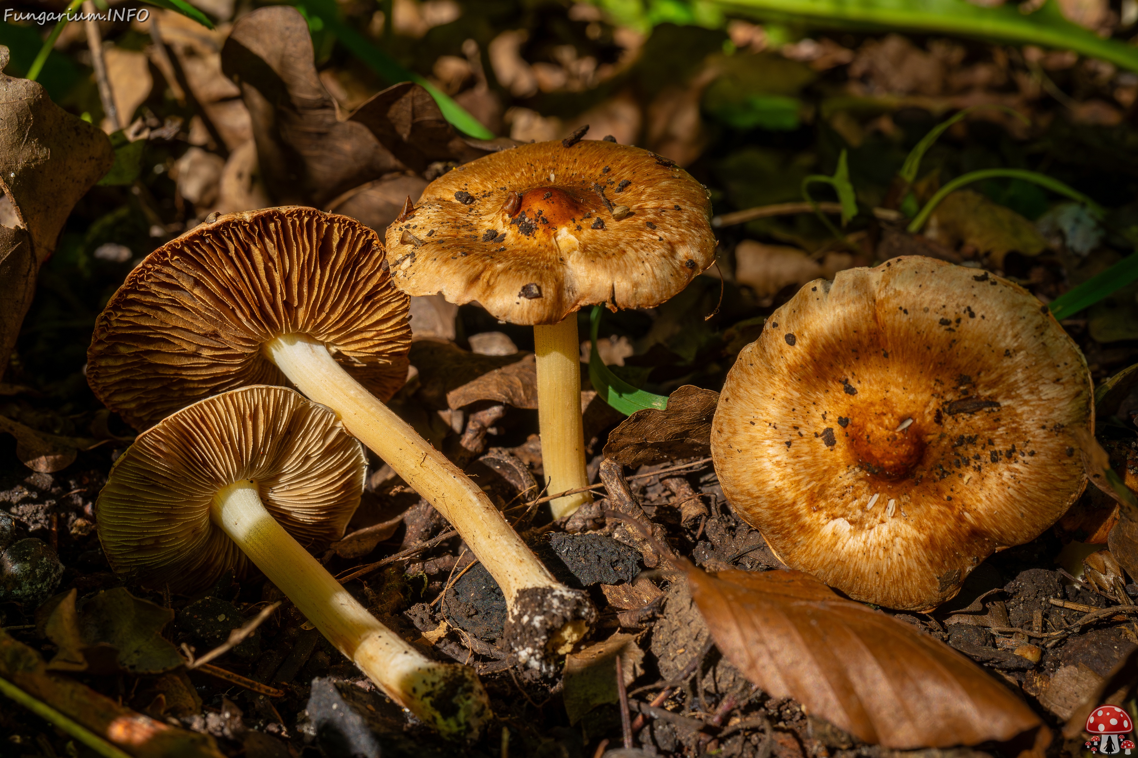 Inocybe fraudans _2025-07-19_1-11 