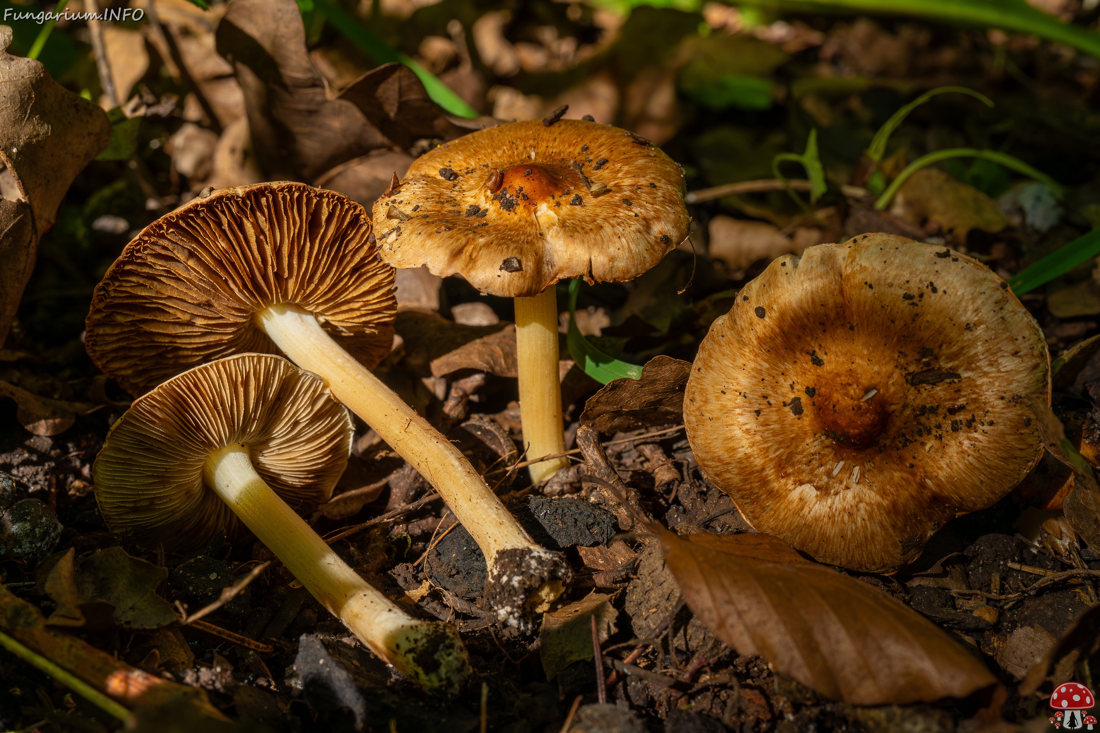Inocybe fraudans _2025-07-19_1-12 