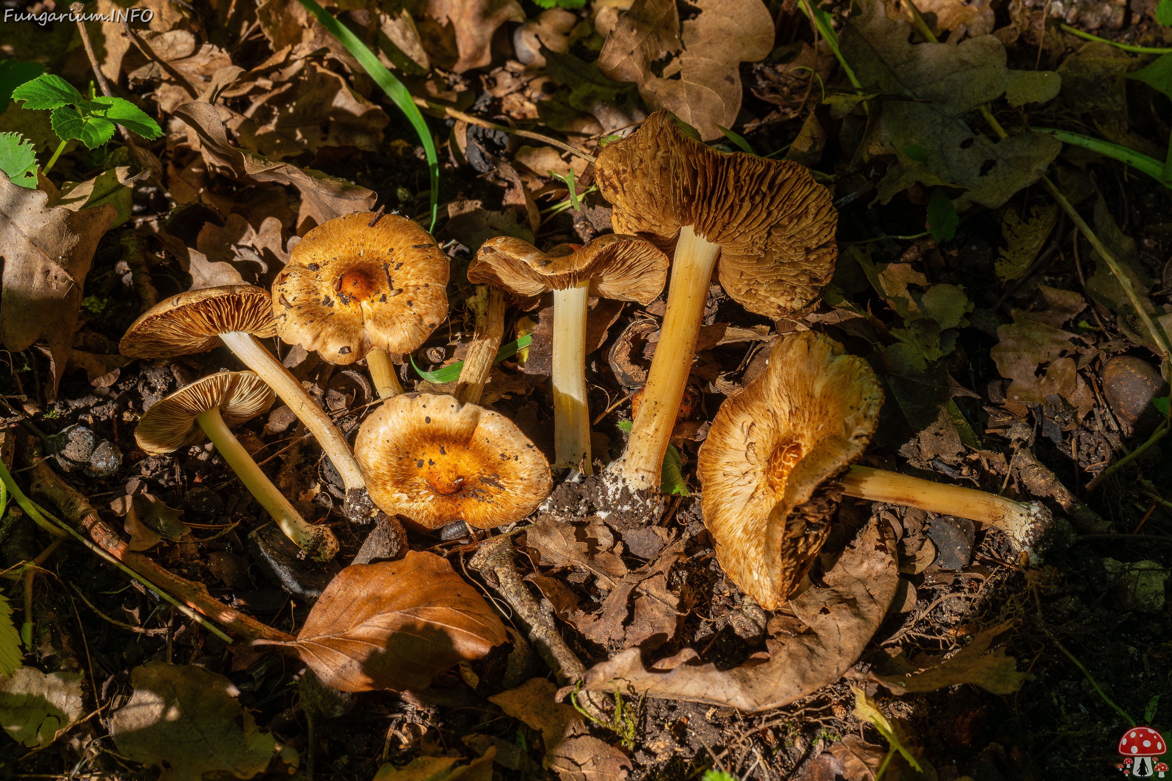 Inocybe fraudans _2025-07-19_1-15 