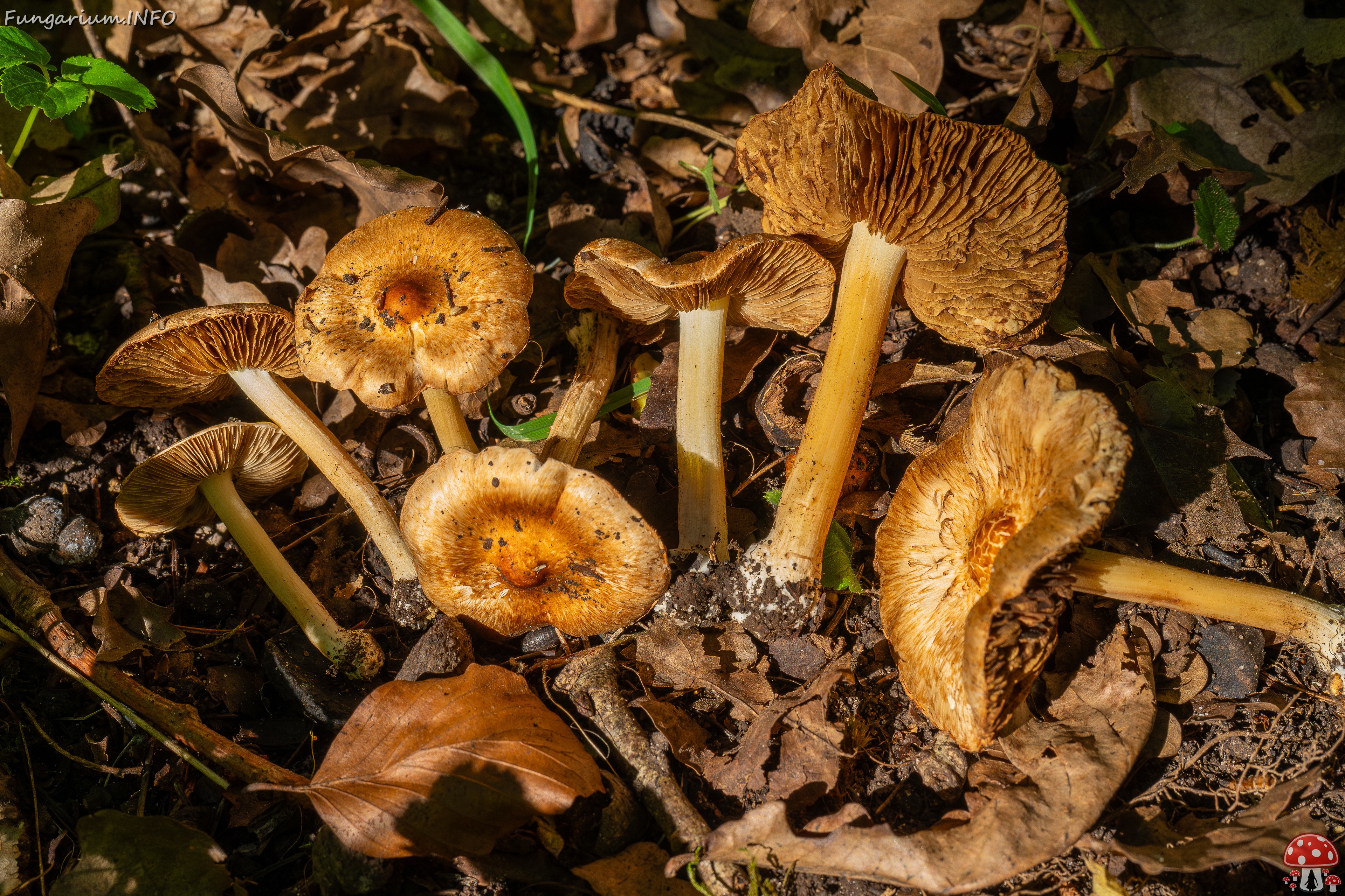 Inocybe fraudans _2025-07-19_1-16 