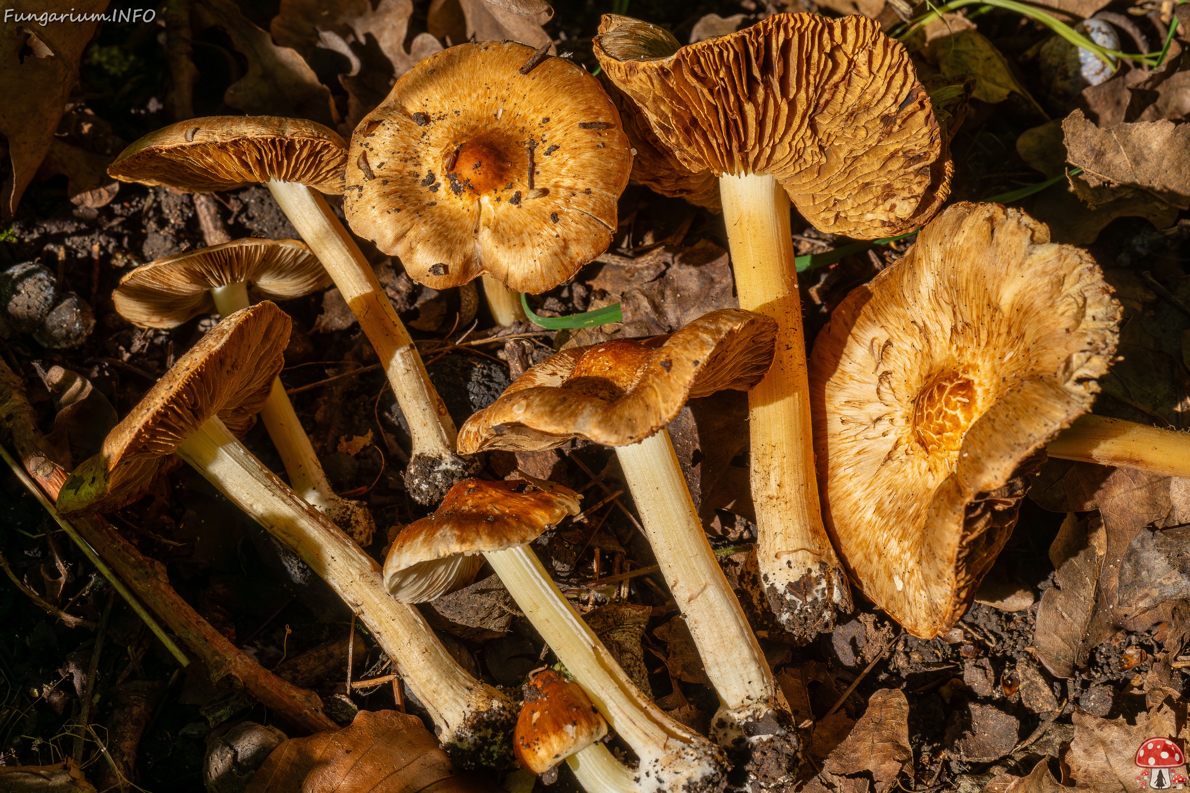Inocybe fraudans _2025-07-19_1-21 