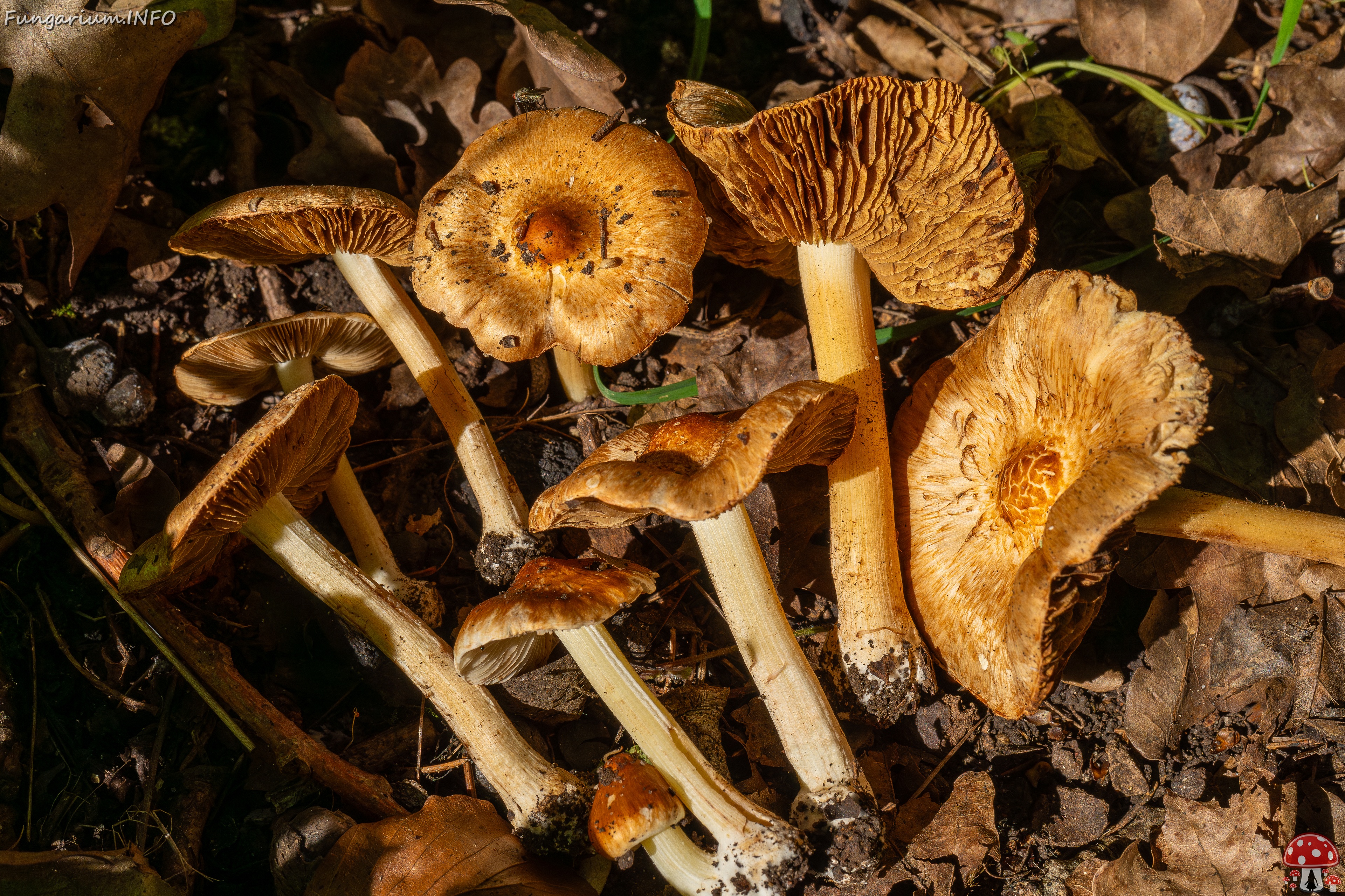 Inocybe fraudans _2025-07-19_1-22 