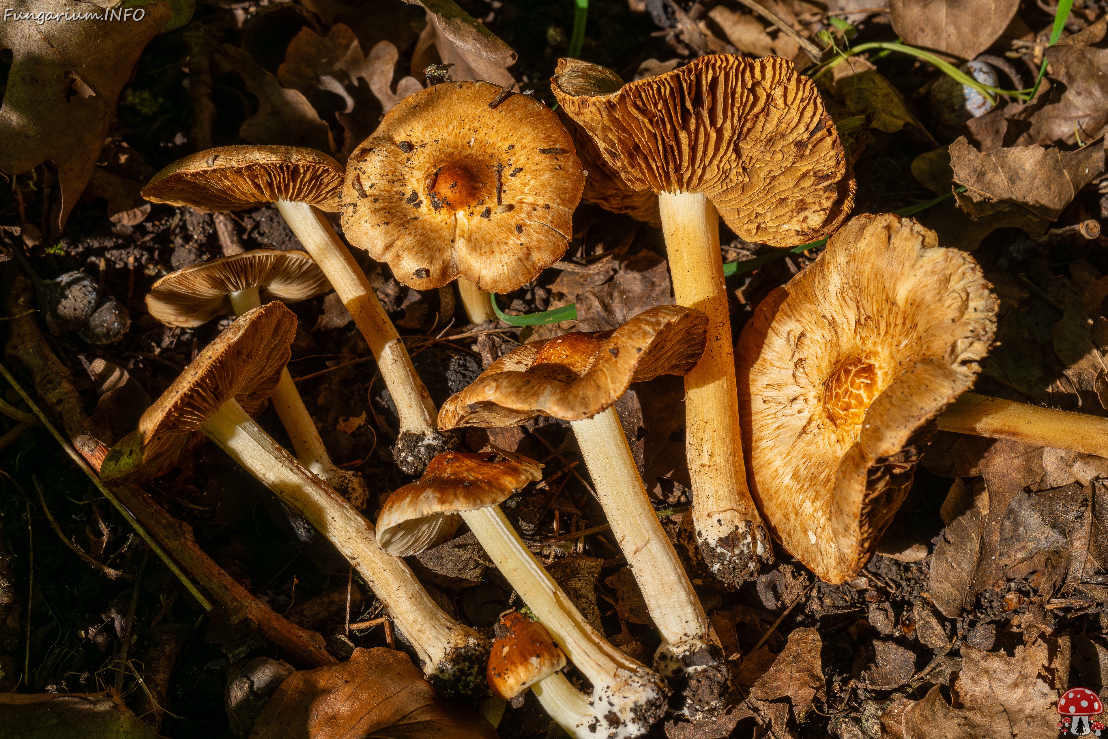 Inocybe fraudans _2025-07-19_1-23 
