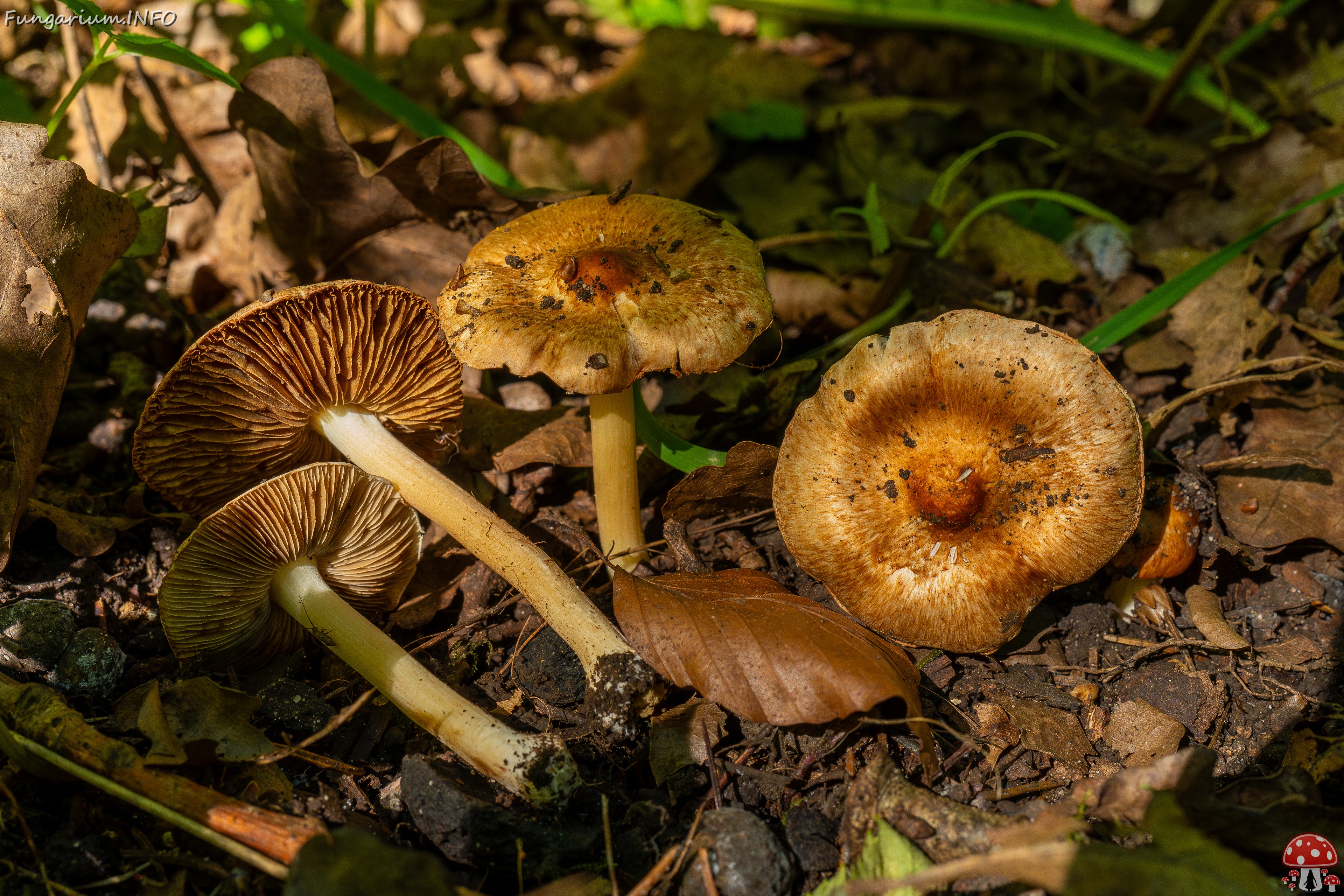 Inocybe fraudans _2025-07-19_1-4 