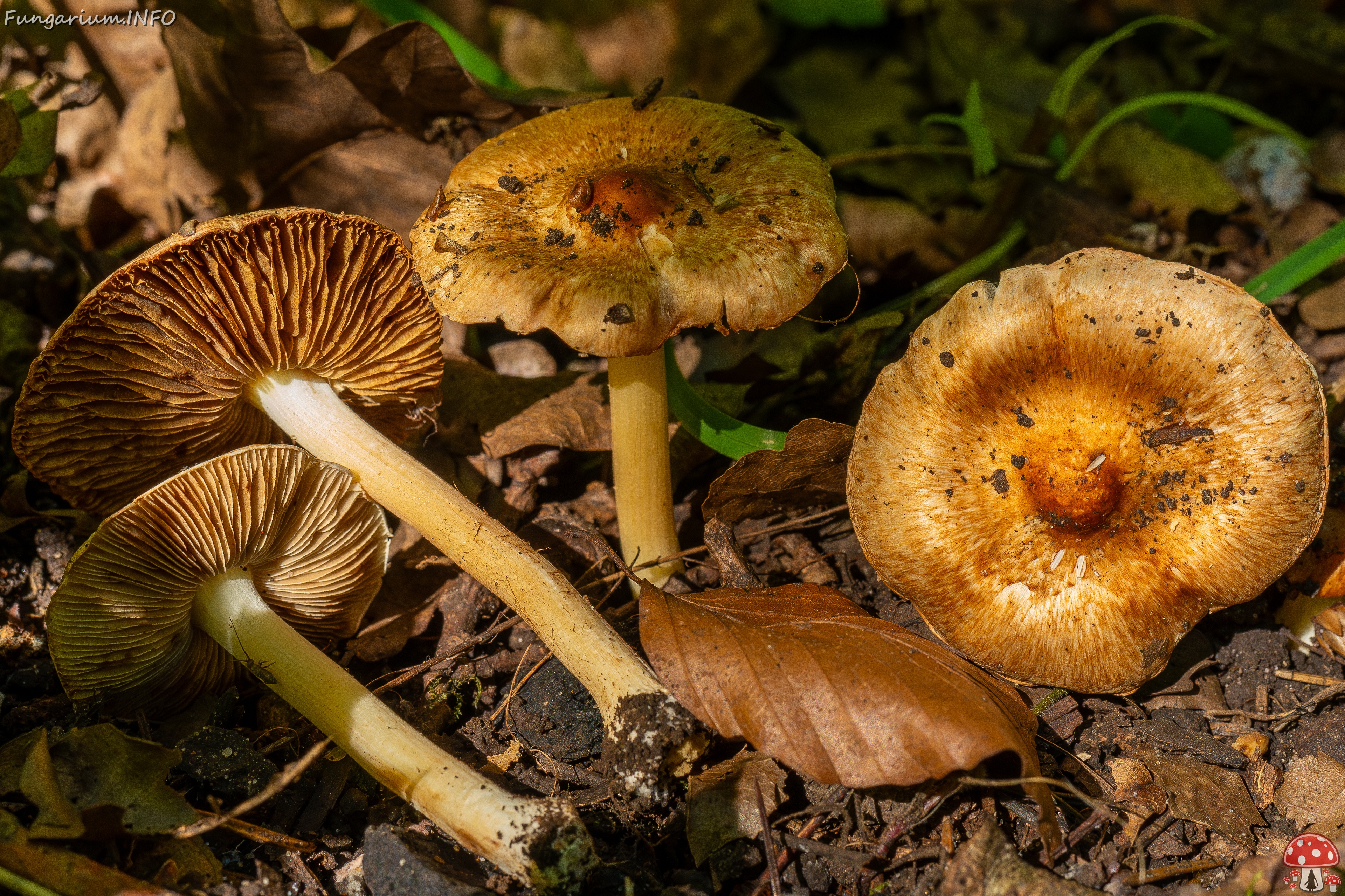 Inocybe fraudans _2025-07-19_1-5 