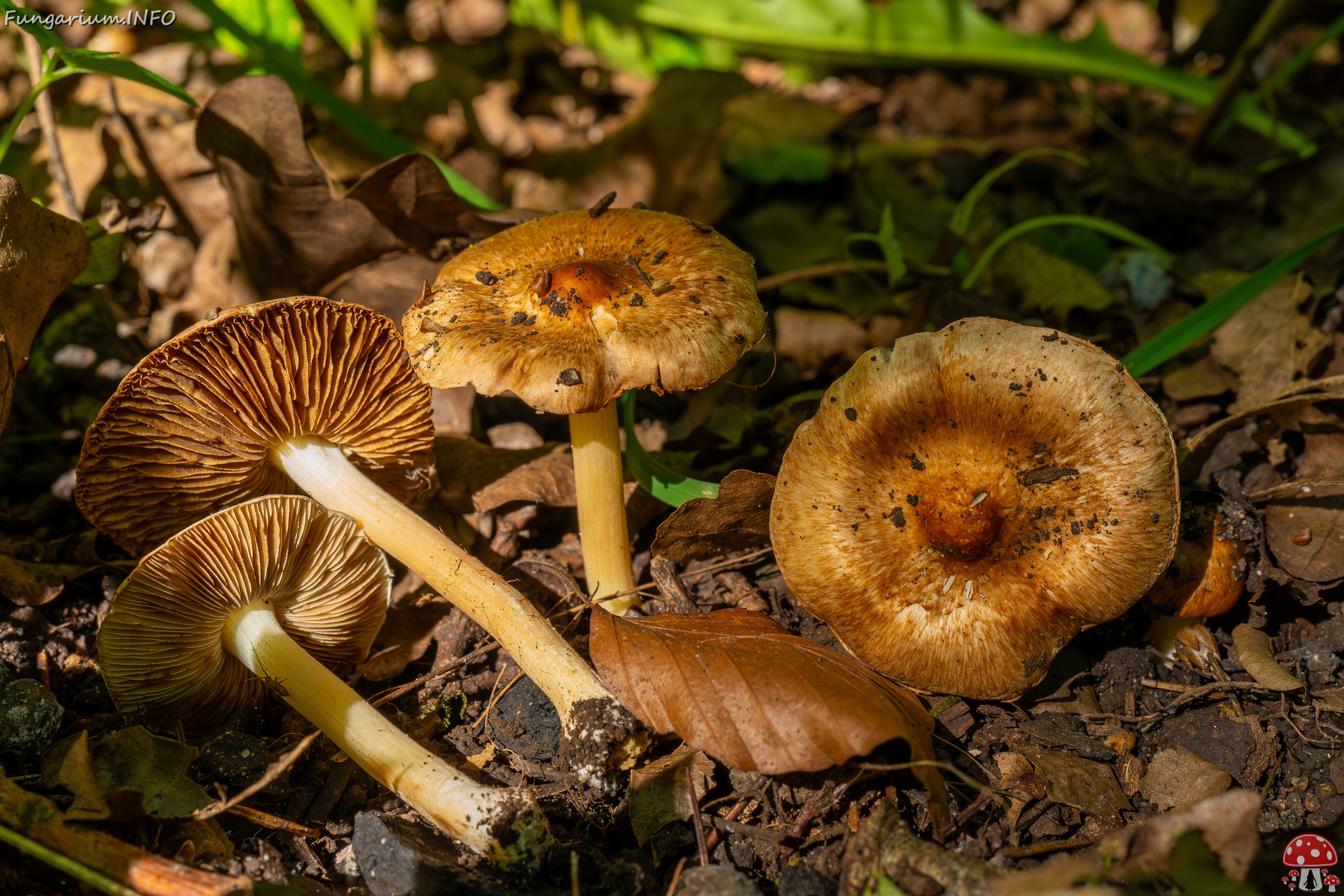 Inocybe fraudans _2025-07-19_1-6 
