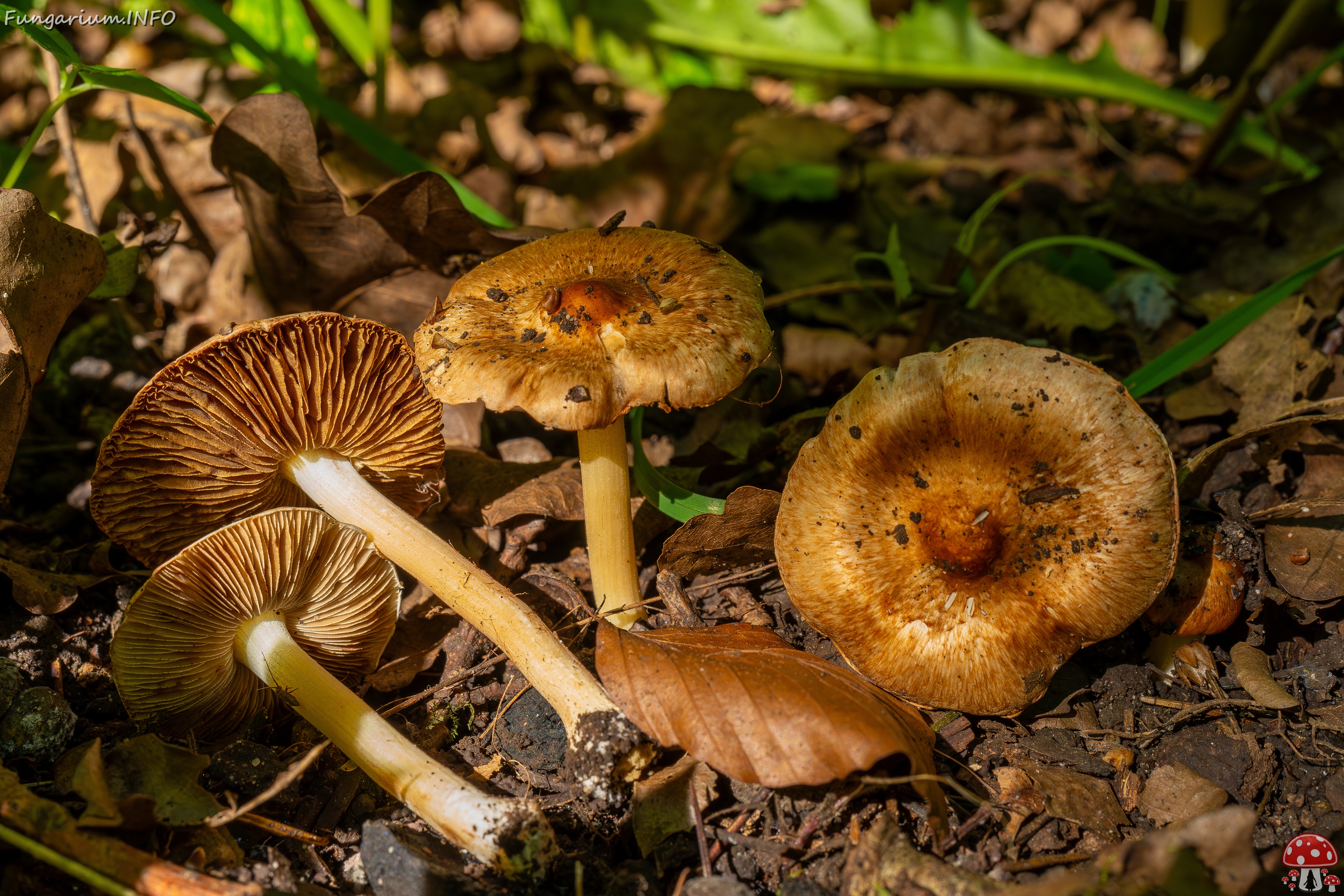 Inocybe fraudans _2025-07-19_1-7 