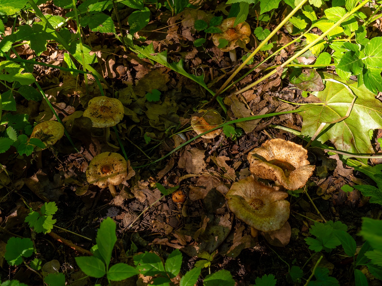 Inocybe fraudans _2025-07-19_1-1