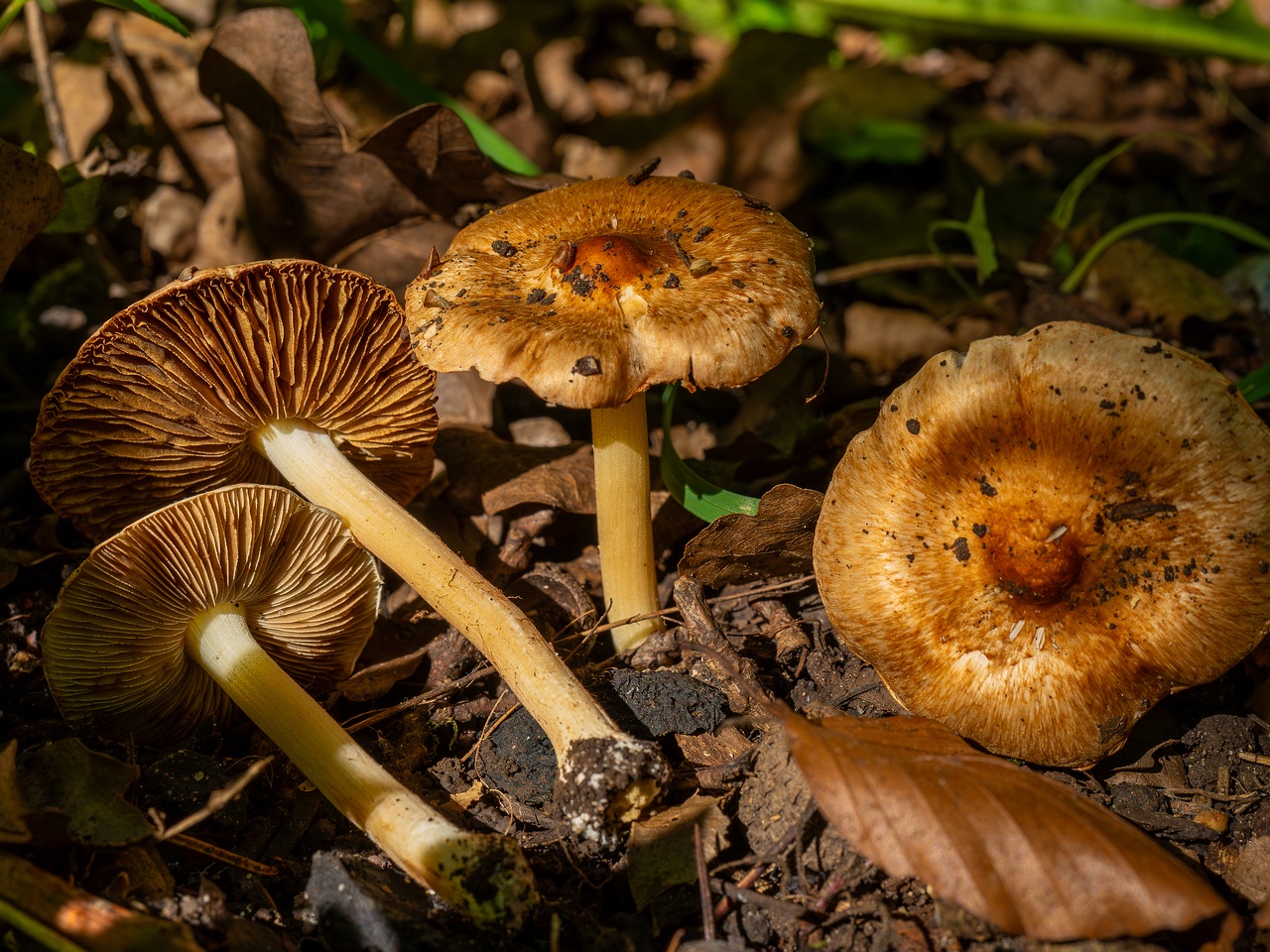 Inocybe fraudans _2025-07-19_1-11