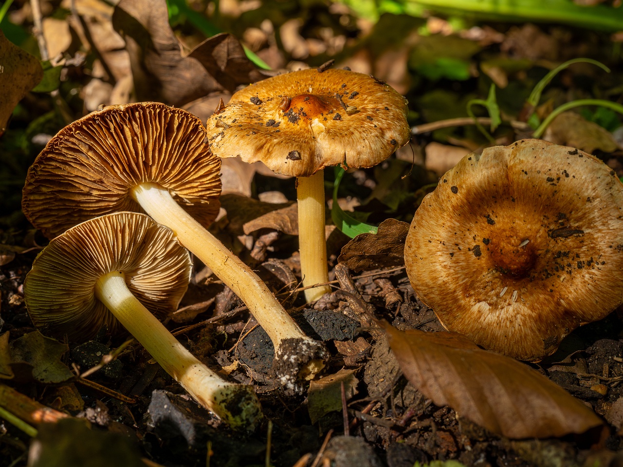 Inocybe fraudans _2025-07-19_1-14