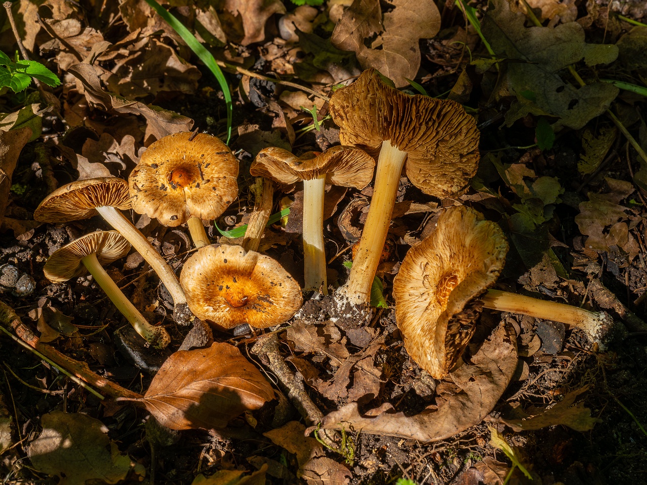 Inocybe fraudans _2025-07-19_1-15