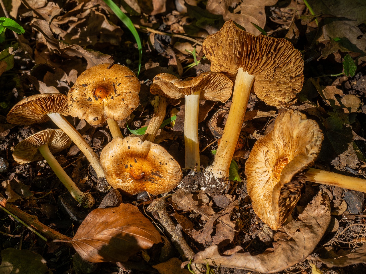 Inocybe fraudans _2025-07-19_1-16