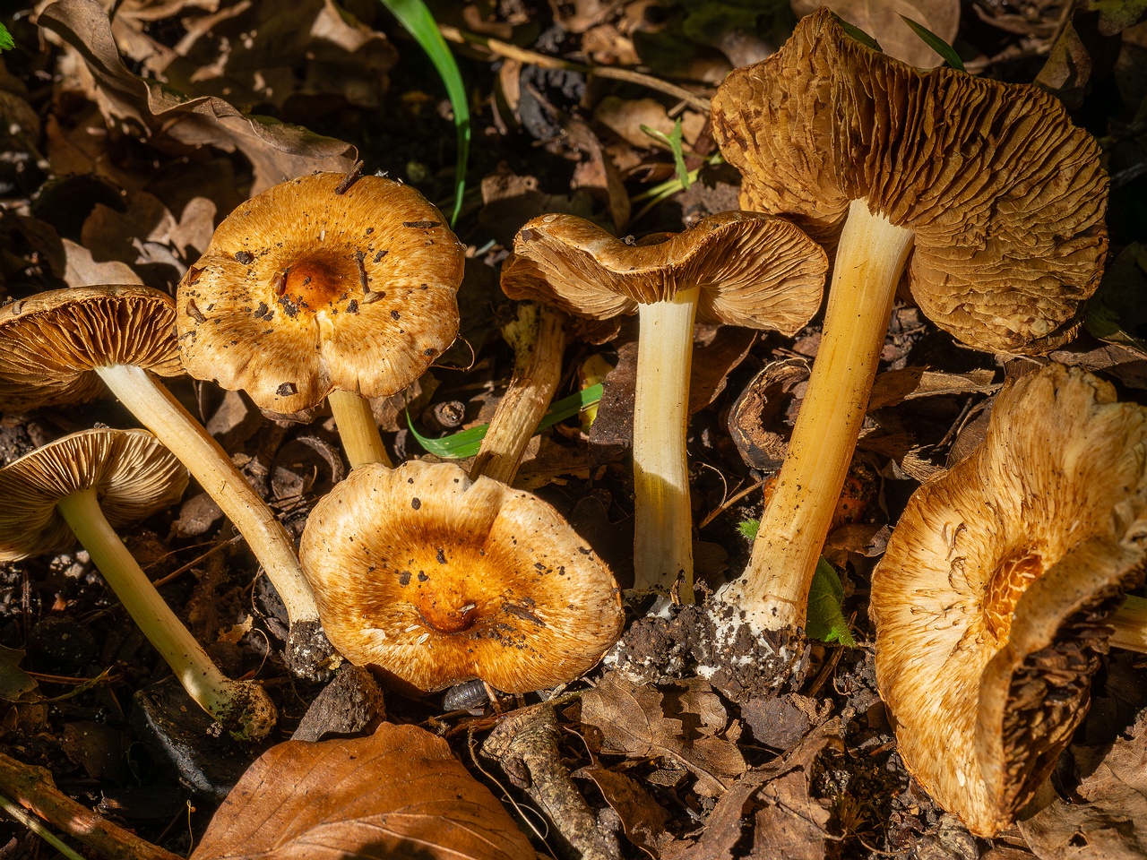 Inocybe fraudans _2025-07-19_1-17