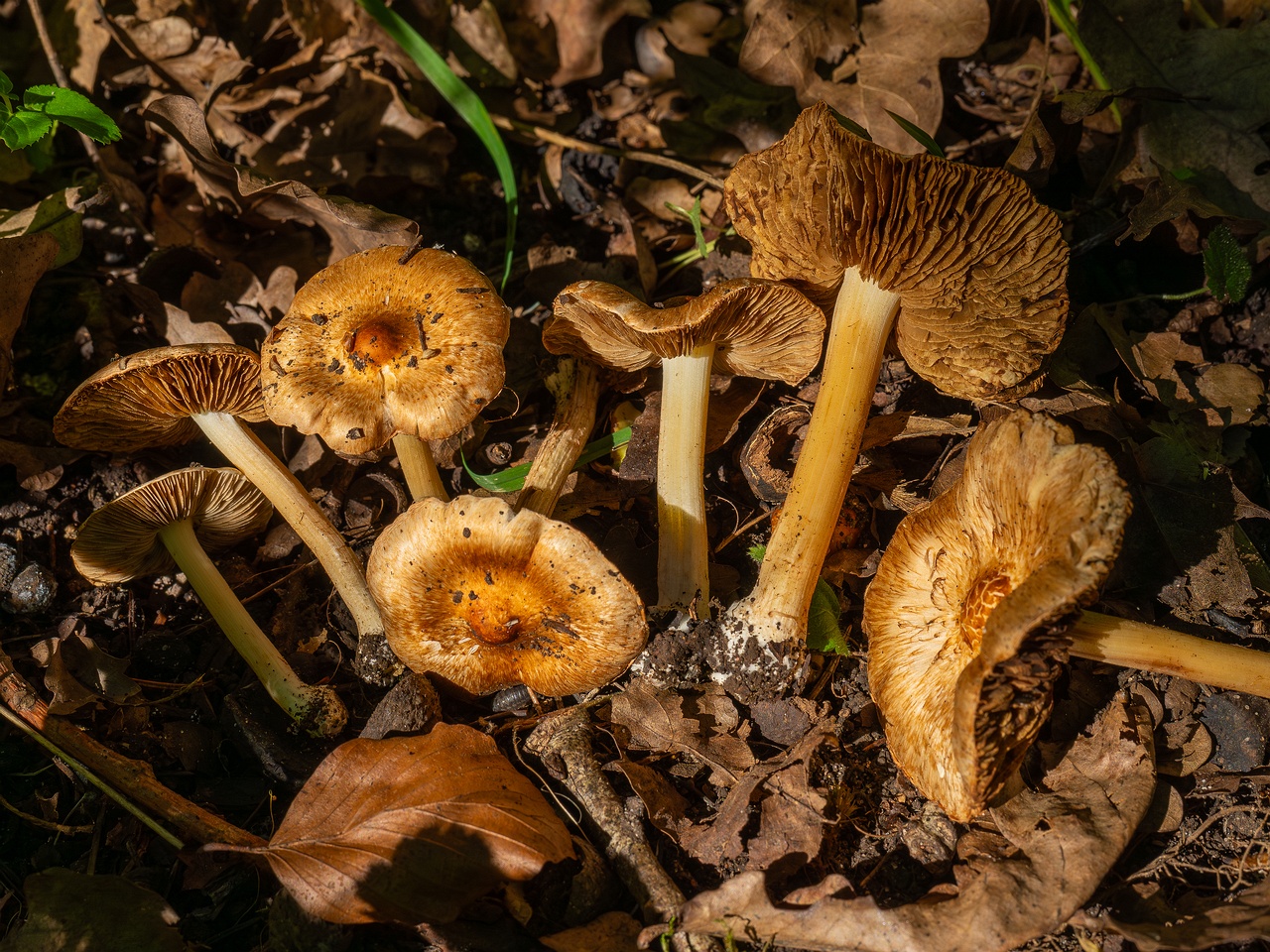 Inocybe fraudans _2025-07-19_1-18