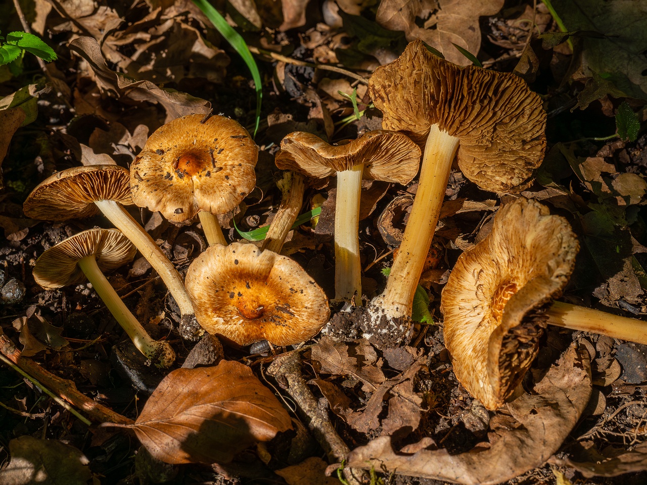 Inocybe fraudans _2025-07-19_1-19