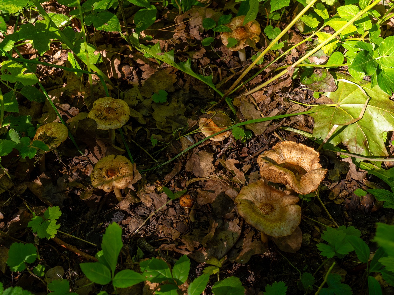 Inocybe fraudans _2025-07-19_1-2