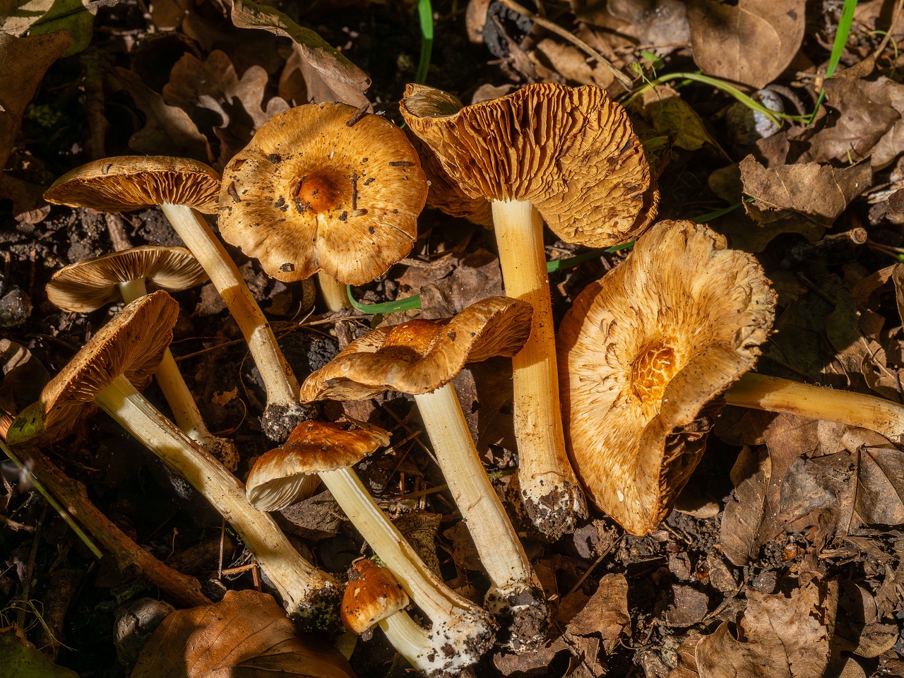 Inocybe fraudans _2025-07-19_1-20