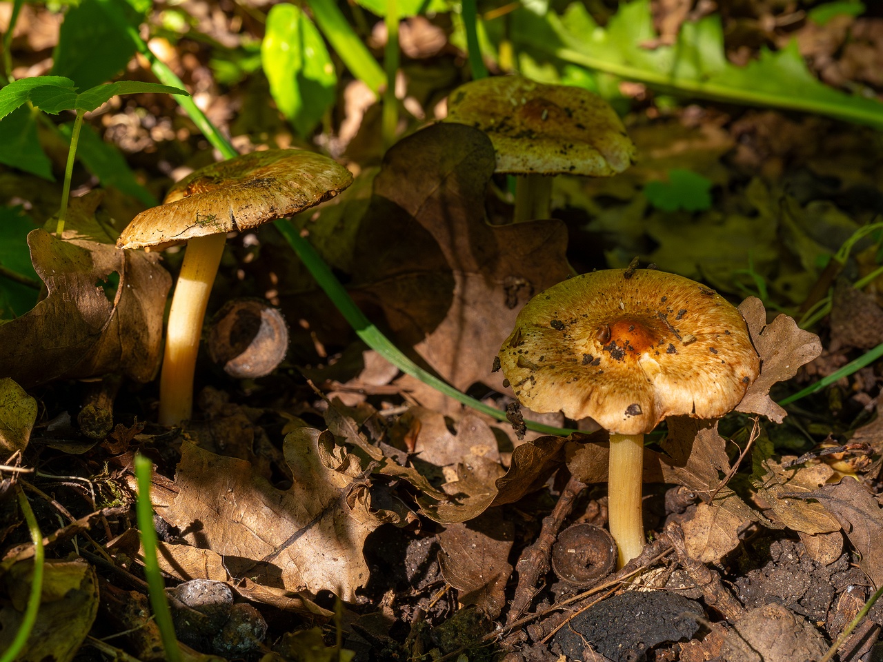 Inocybe fraudans _2025-07-19_1-3