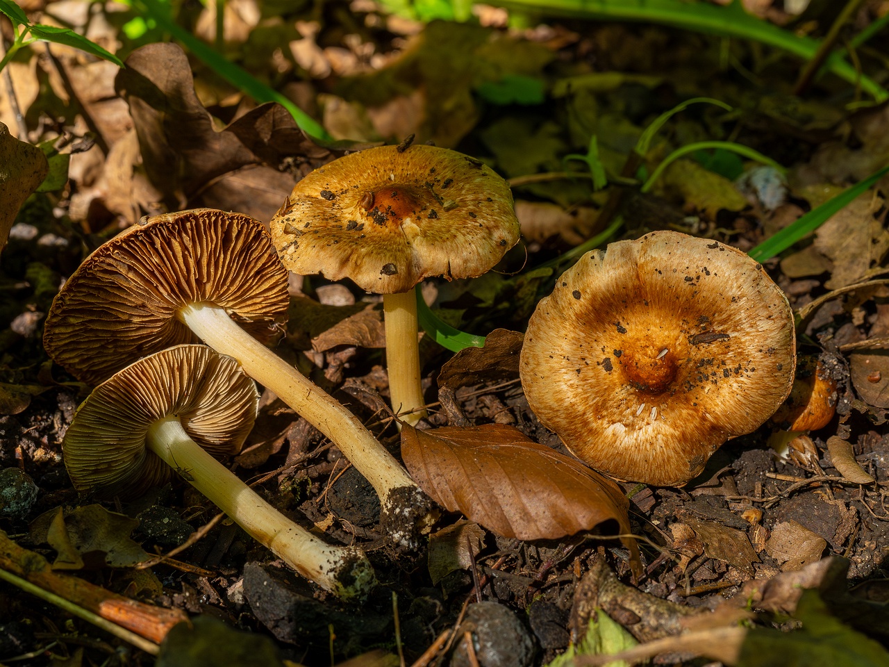 Inocybe fraudans _2025-07-19_1-4