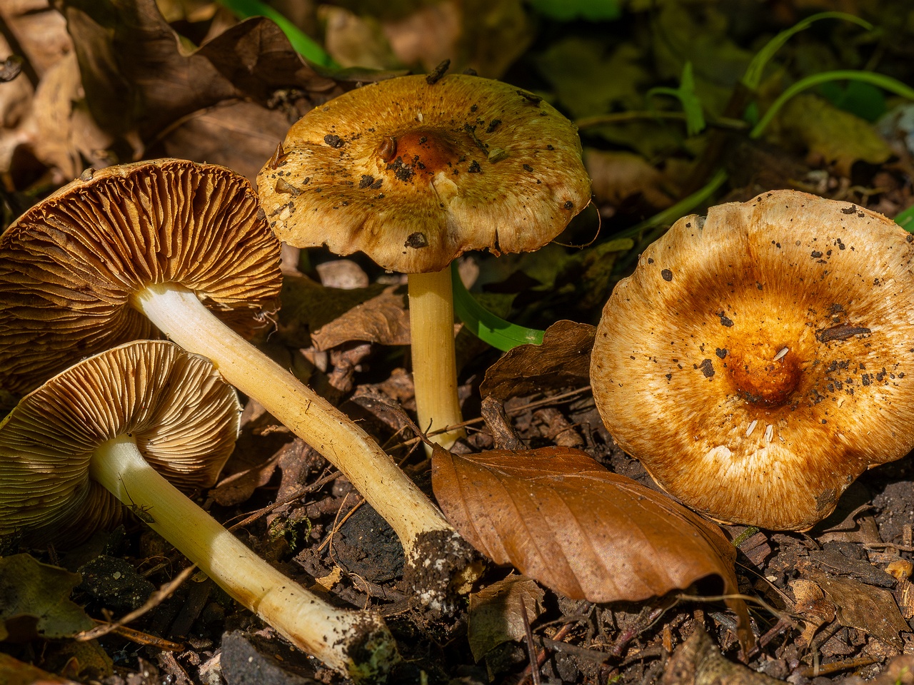 Inocybe fraudans _2025-07-19_1-5