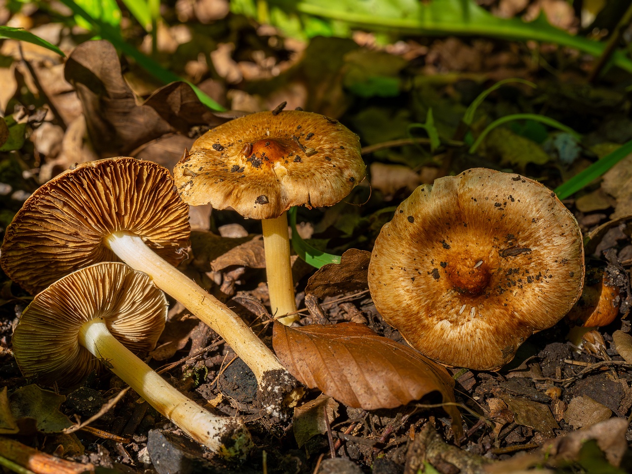 Inocybe fraudans _2025-07-19_1-6