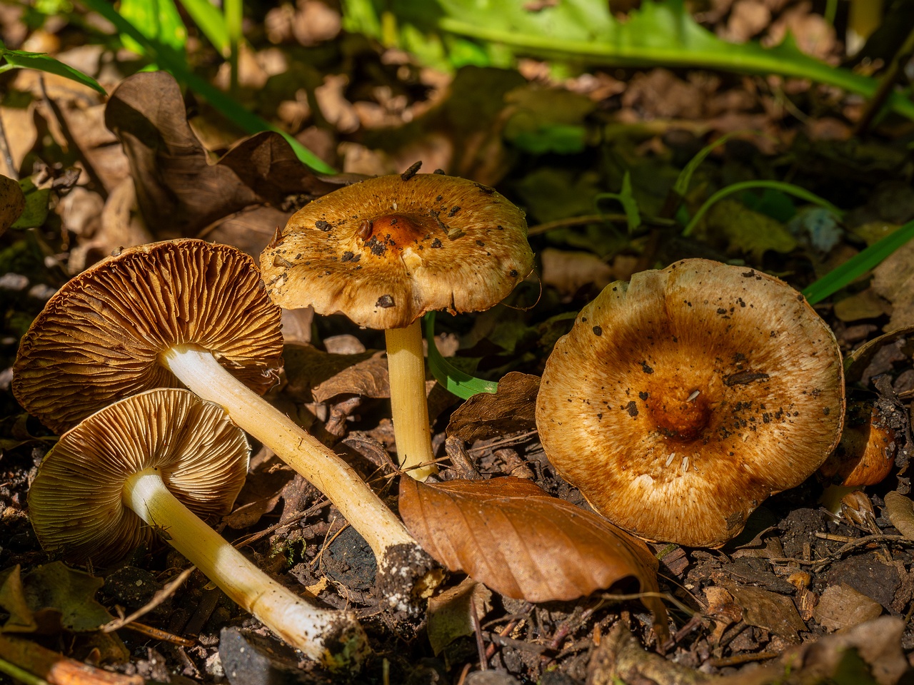 Inocybe fraudans _2025-07-19_1-7