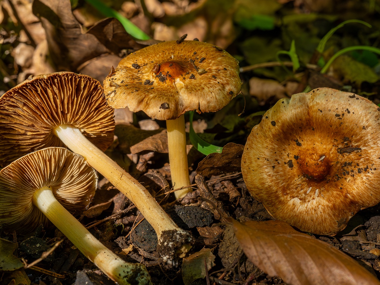 Inocybe fraudans _2025-07-19_1-8