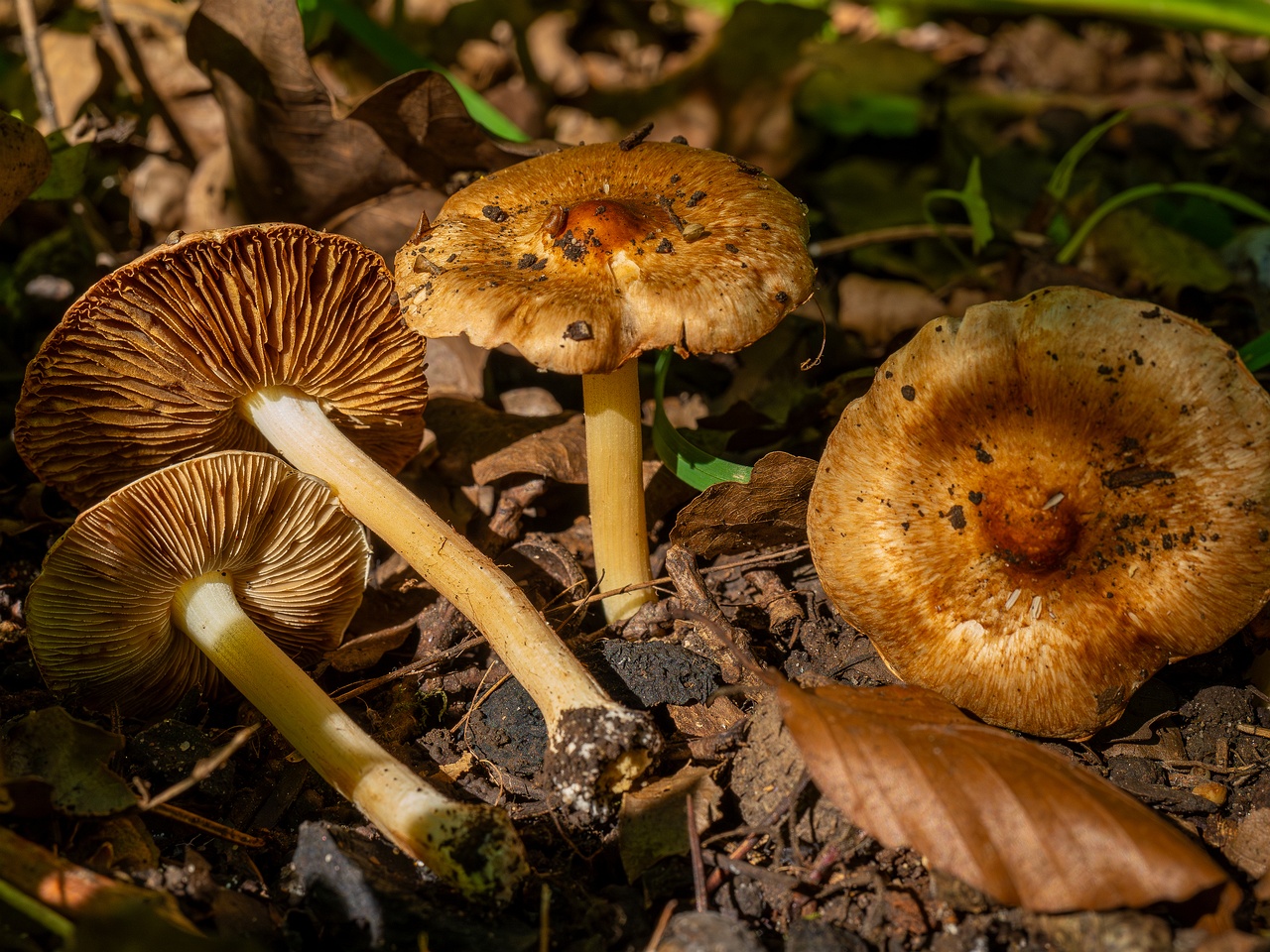 Inocybe fraudans _2025-07-19_1-9